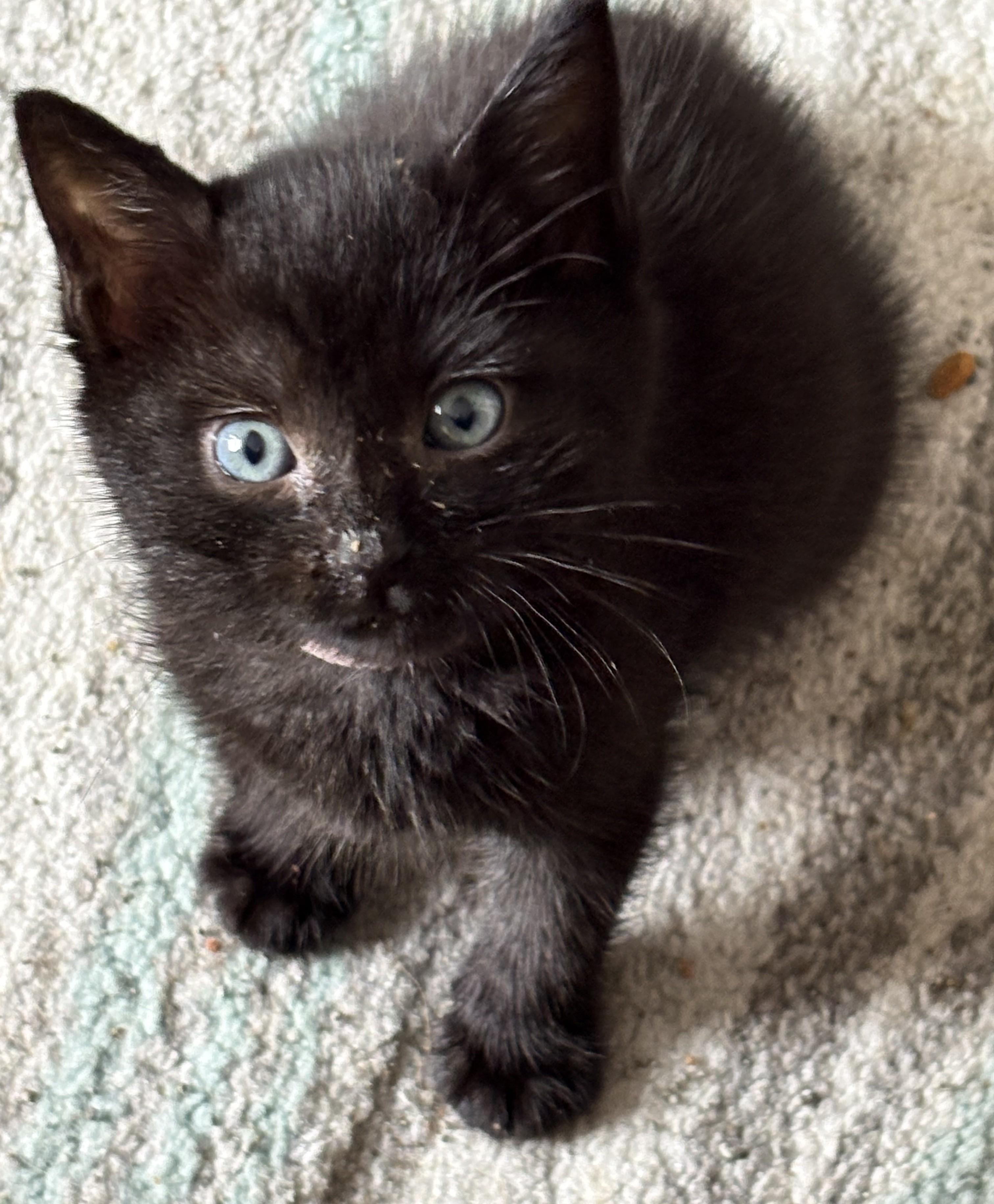 Tacoma- Pre-Adoption ONLY, adopted, Kitten Female Domestic Short Hair.