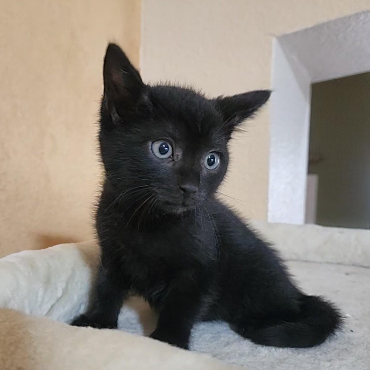 Enlarge Tacoma, a Adoptable Domestic Short Hair in Allen, TX image 3/6