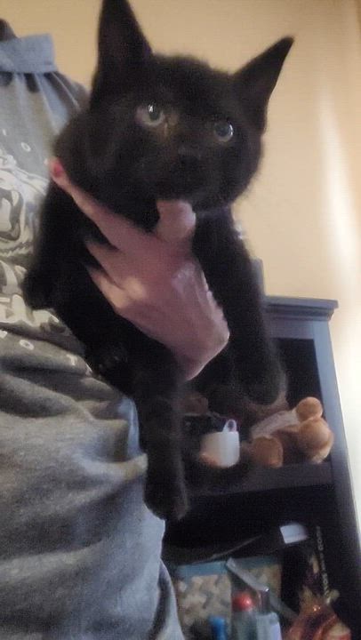 Enlarge Tacoma, a Adoptable Domestic Short Hair in Allen, TX video 5/6