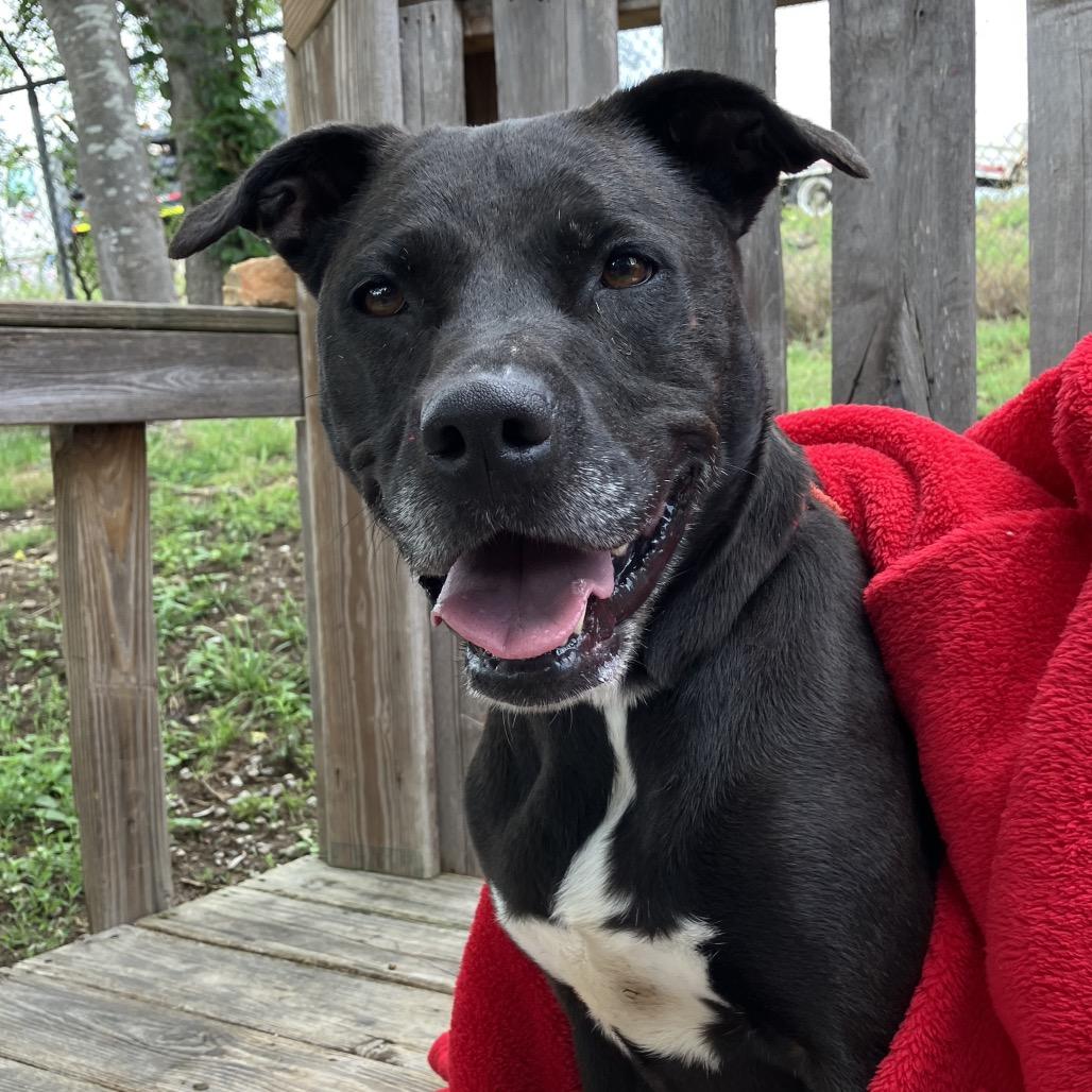 Paula, a Adoptable Black Labrador Retriever in Pulaski, TN image 1/6