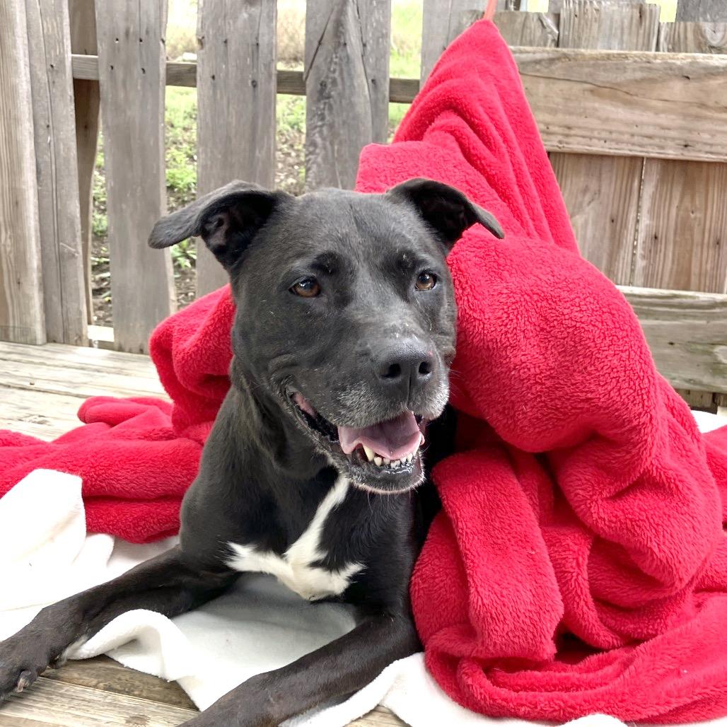 Paula, a Adoptable Black Labrador Retriever in Pulaski, TN image 2/6