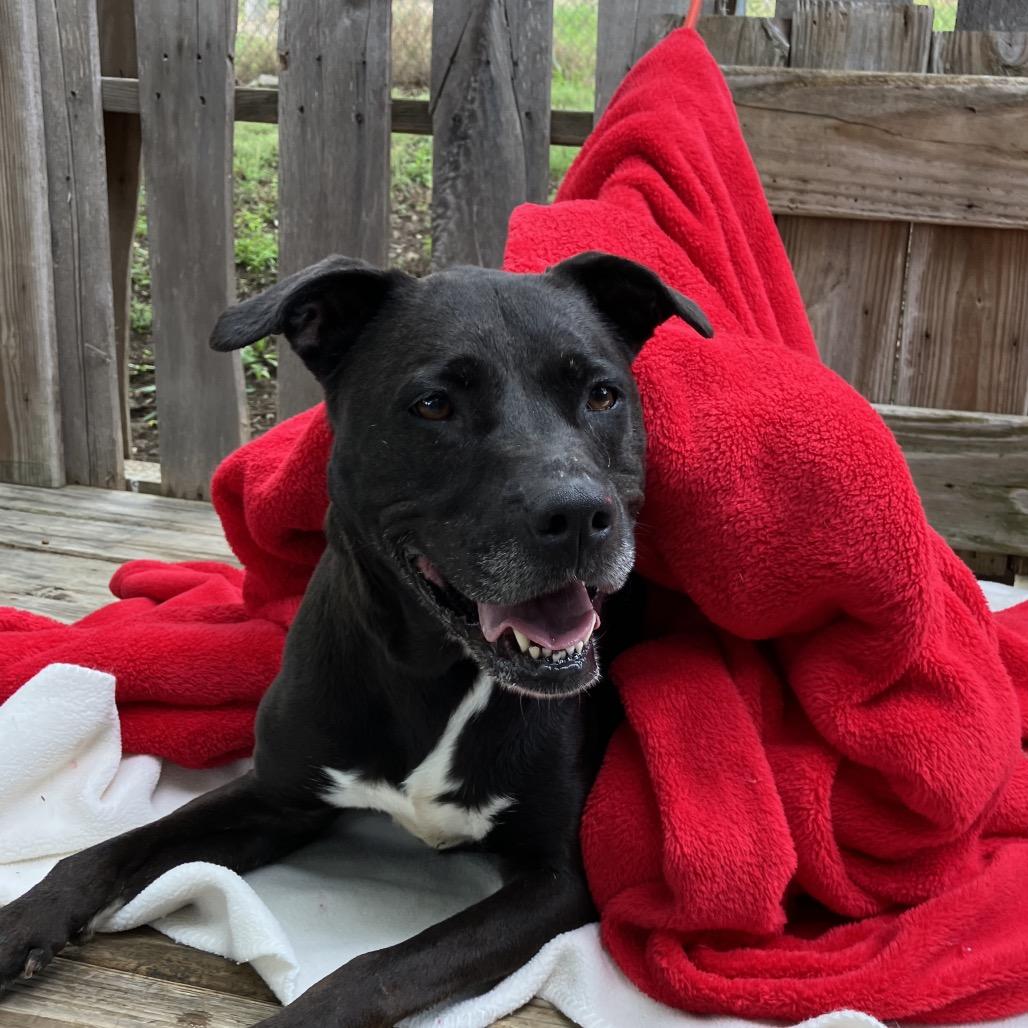 Paula, a Adoptable Black Labrador Retriever in Pulaski, TN image 2/6