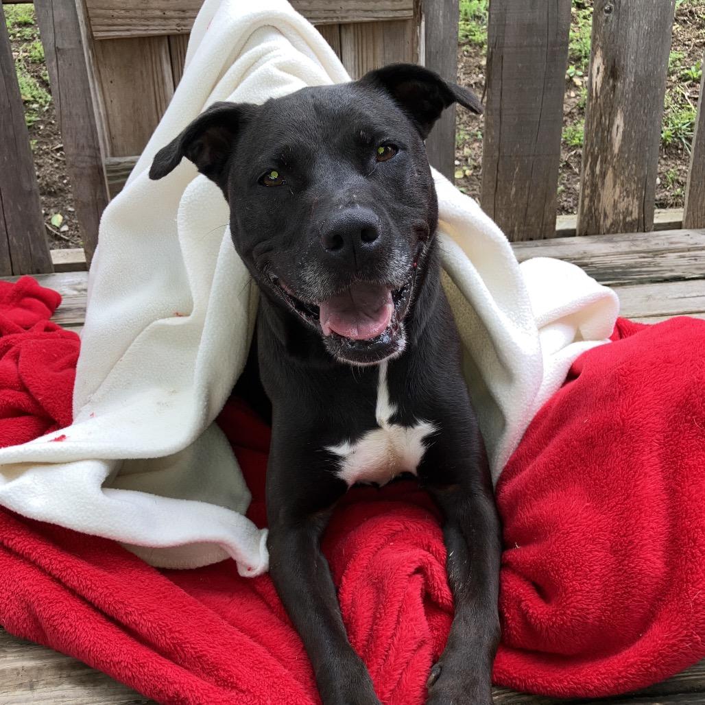 Paula, a Adoptable Black Labrador Retriever in Pulaski, TN image 3/6