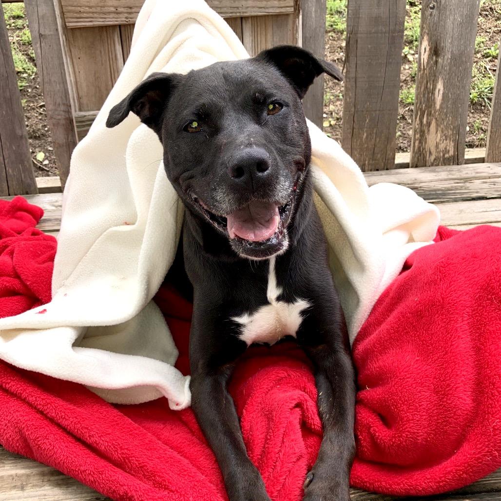 Paula, a Adoptable Black Labrador Retriever in Pulaski, TN image 3/6