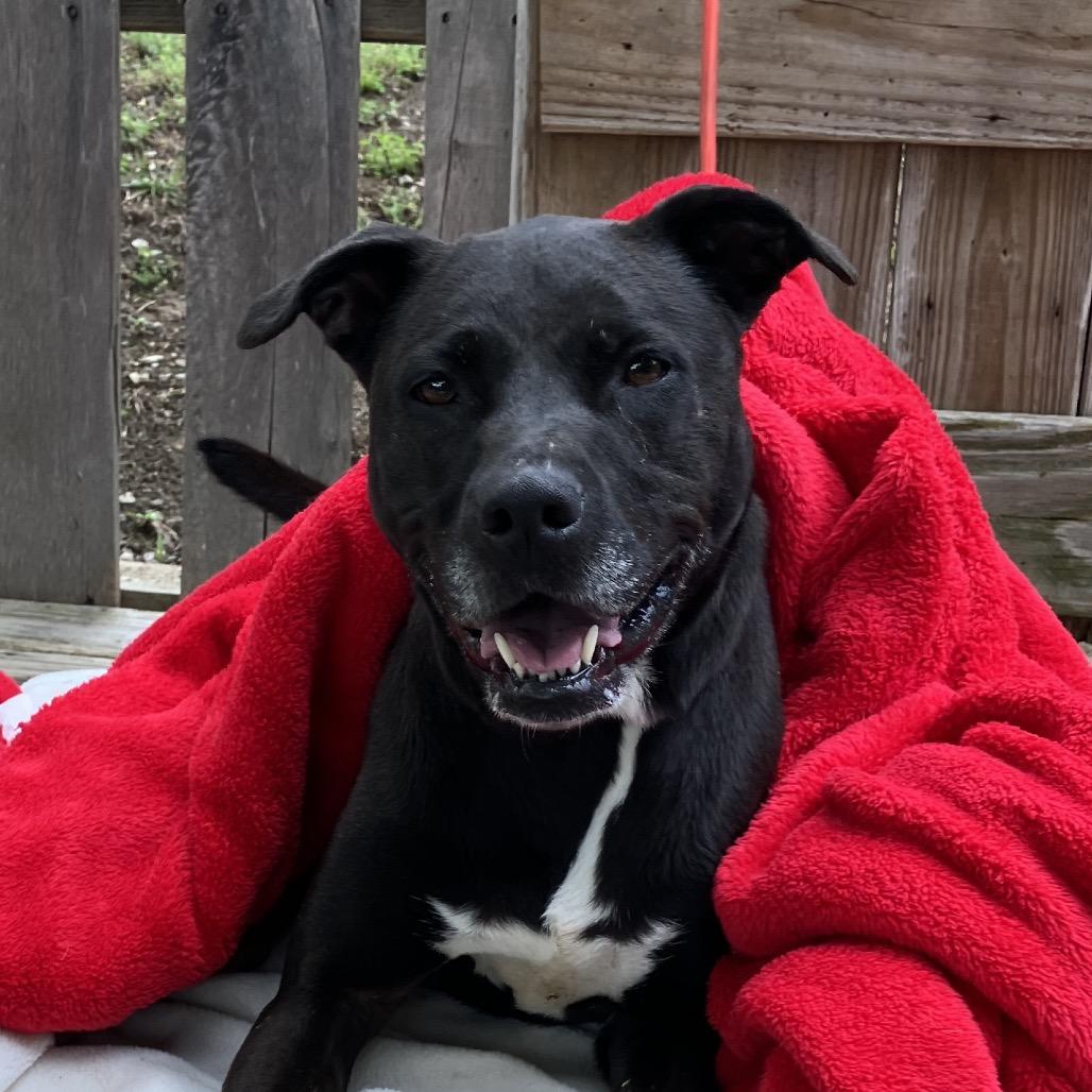 Paula, a Adoptable Black Labrador Retriever in Pulaski, TN image 4/6