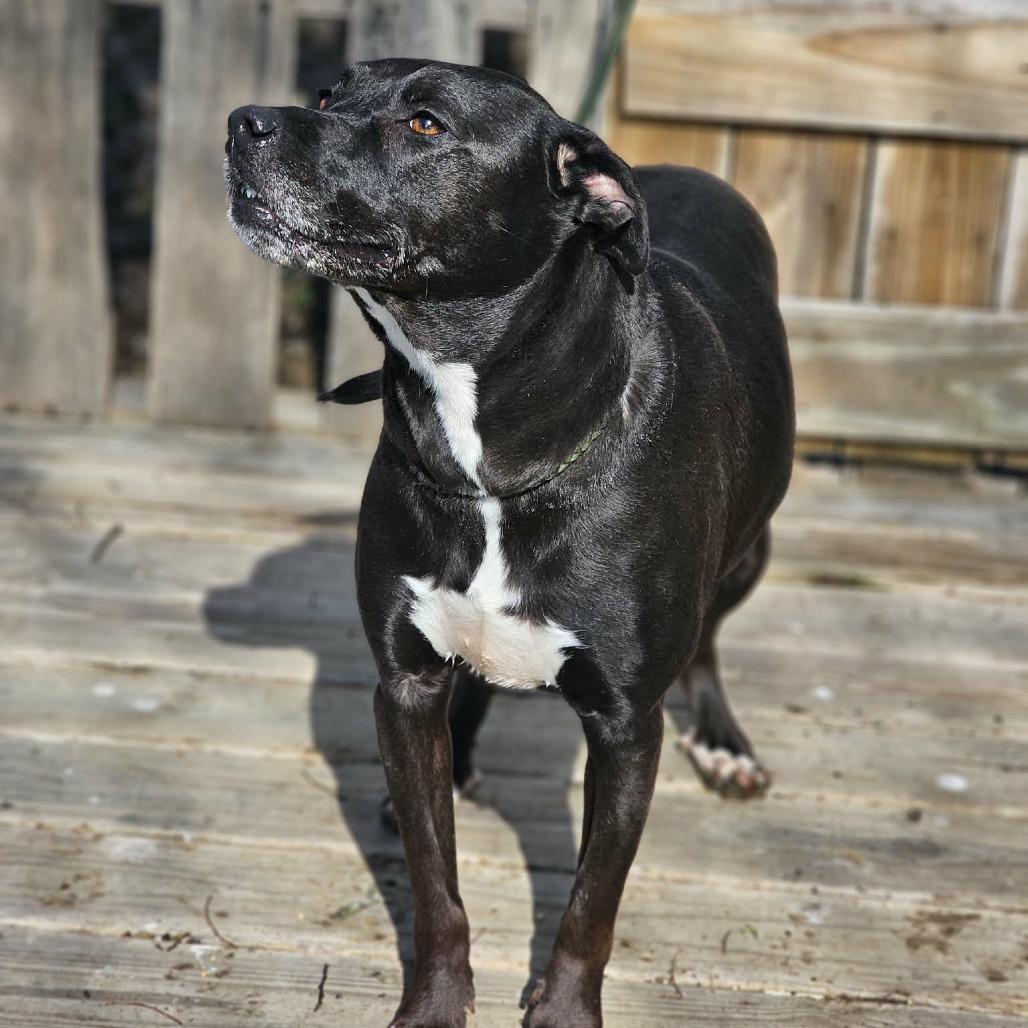 Enlarge Paula, a Adoptable Black Labrador Retriever in Pulaski, TN image 1/2