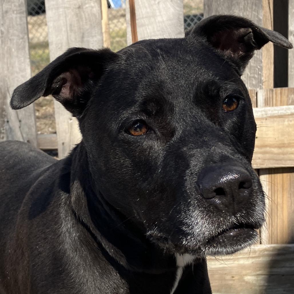 Enlarge Paula, a Adoptable Black Labrador Retriever in Pulaski, TN image 2/4