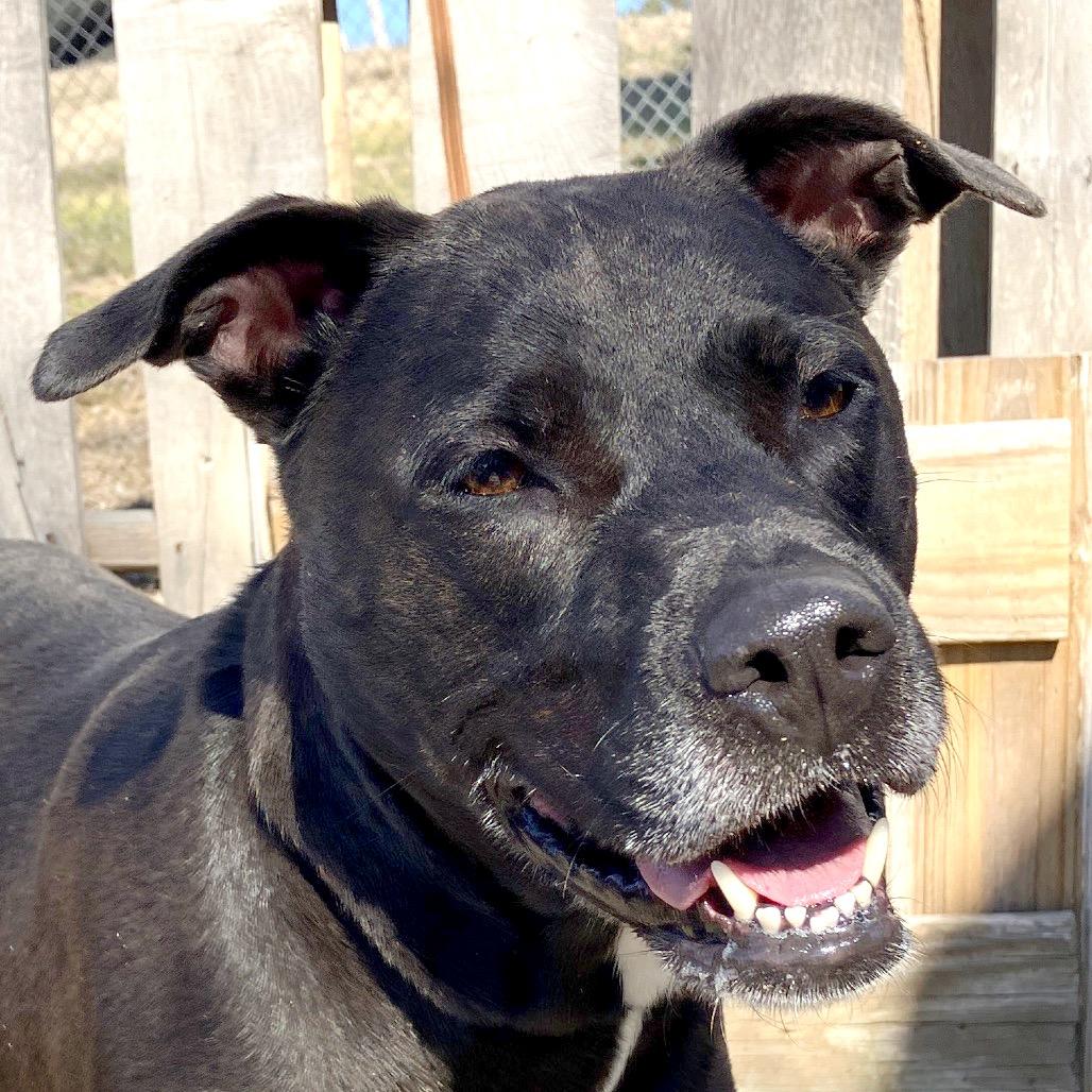 Paula, a Adoptable Black Labrador Retriever in Pulaski, TN image 4/6