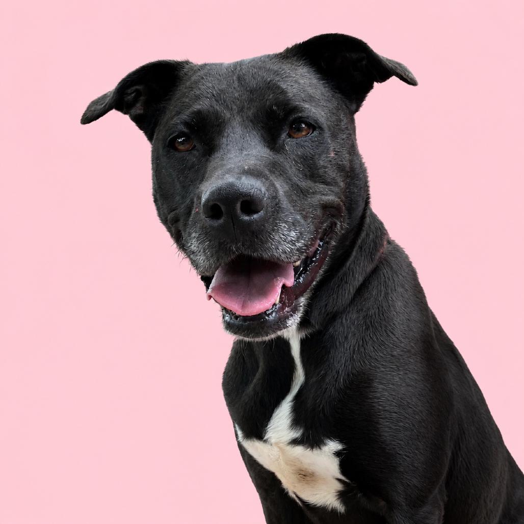 Paula, a Adoptable Black Labrador Retriever in Pulaski, TN image 6/6