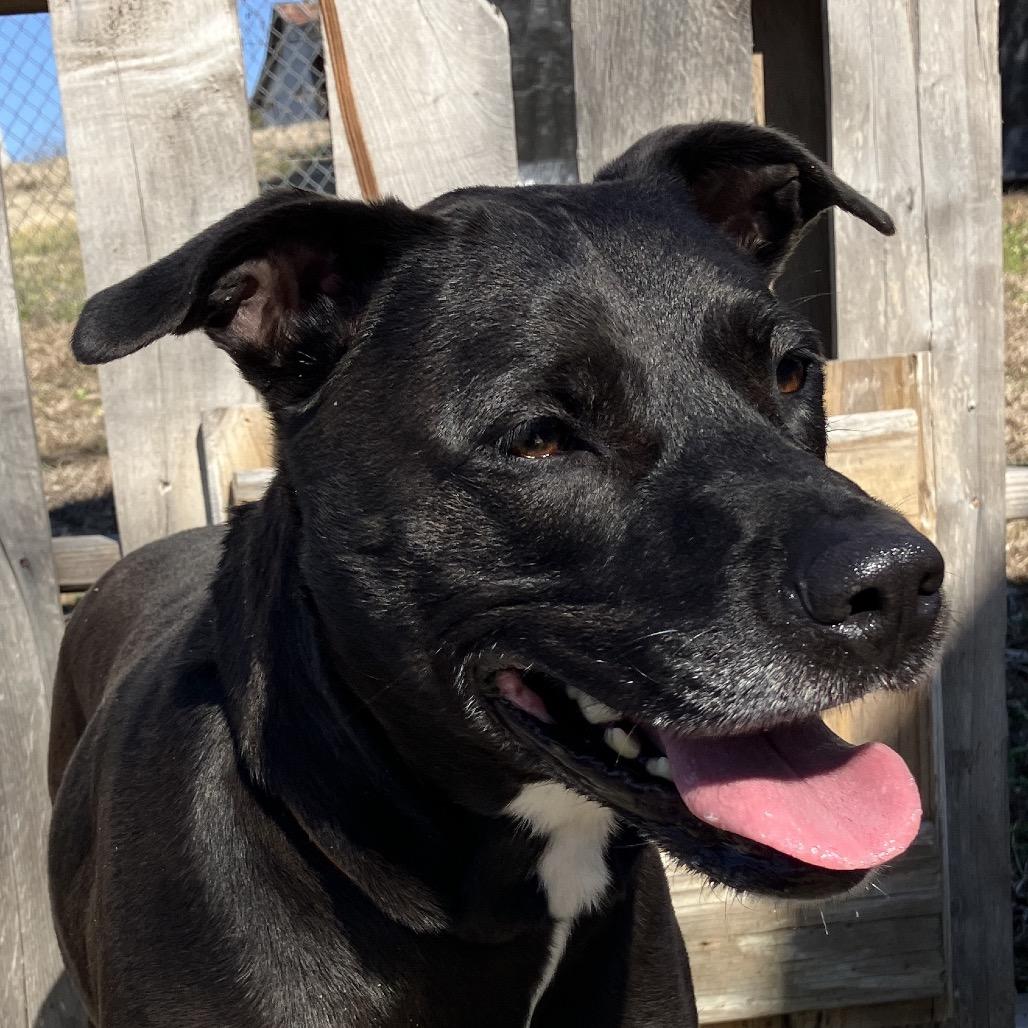 Enlarge Paula, a Adoptable Black Labrador Retriever in Pulaski, TN image 3/4