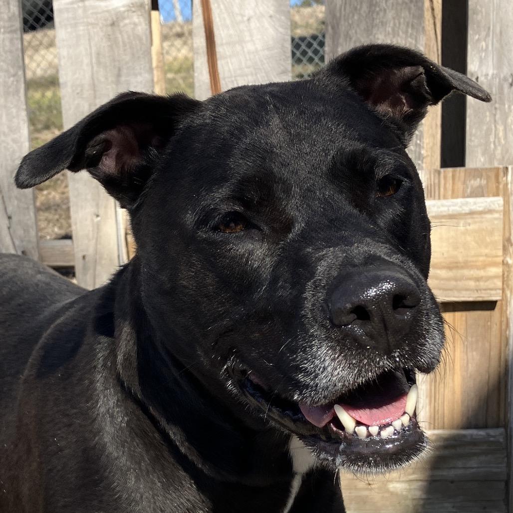 Enlarge Paula, a Adoptable Black Labrador Retriever in Pulaski, TN image 2/2