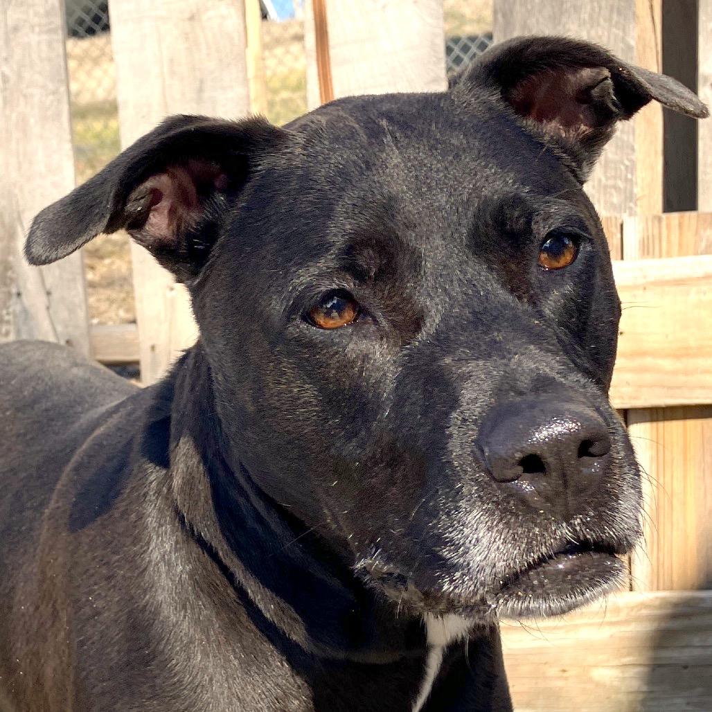Paula, a Adoptable Black Labrador Retriever in Pulaski, TN image 5/6