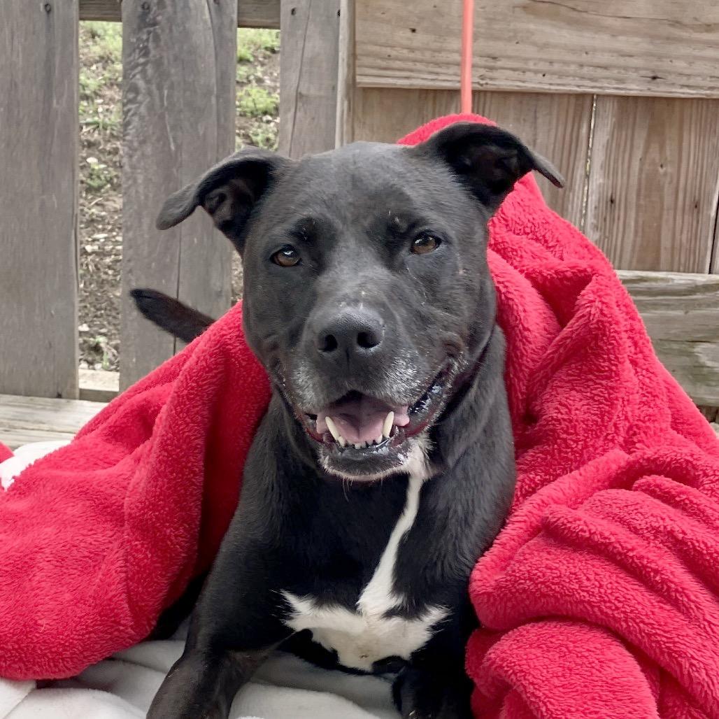 Paula, a Adoptable Black Labrador Retriever in Pulaski, TN image 6/6
