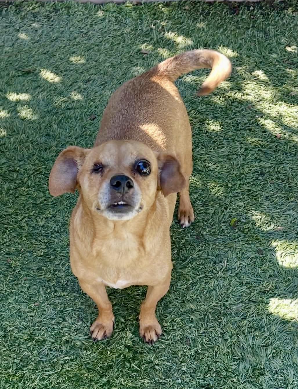 Jagger, Adoptable, Young Male Miniature Pinscher & Miniature Dachshund.