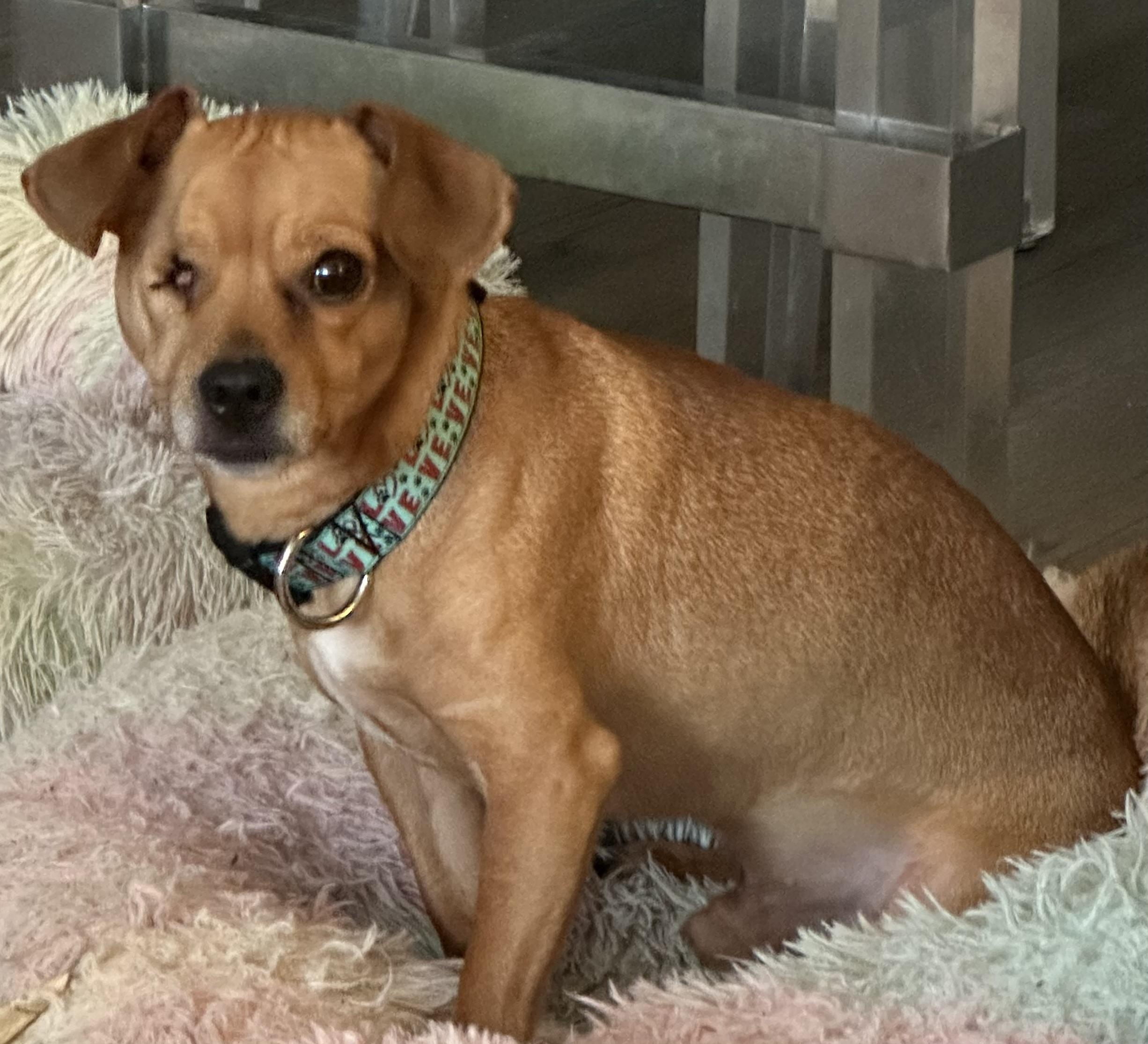 Enlarge Jagger, a Adoptable mixed breed in Tarzana, CA image 5/6