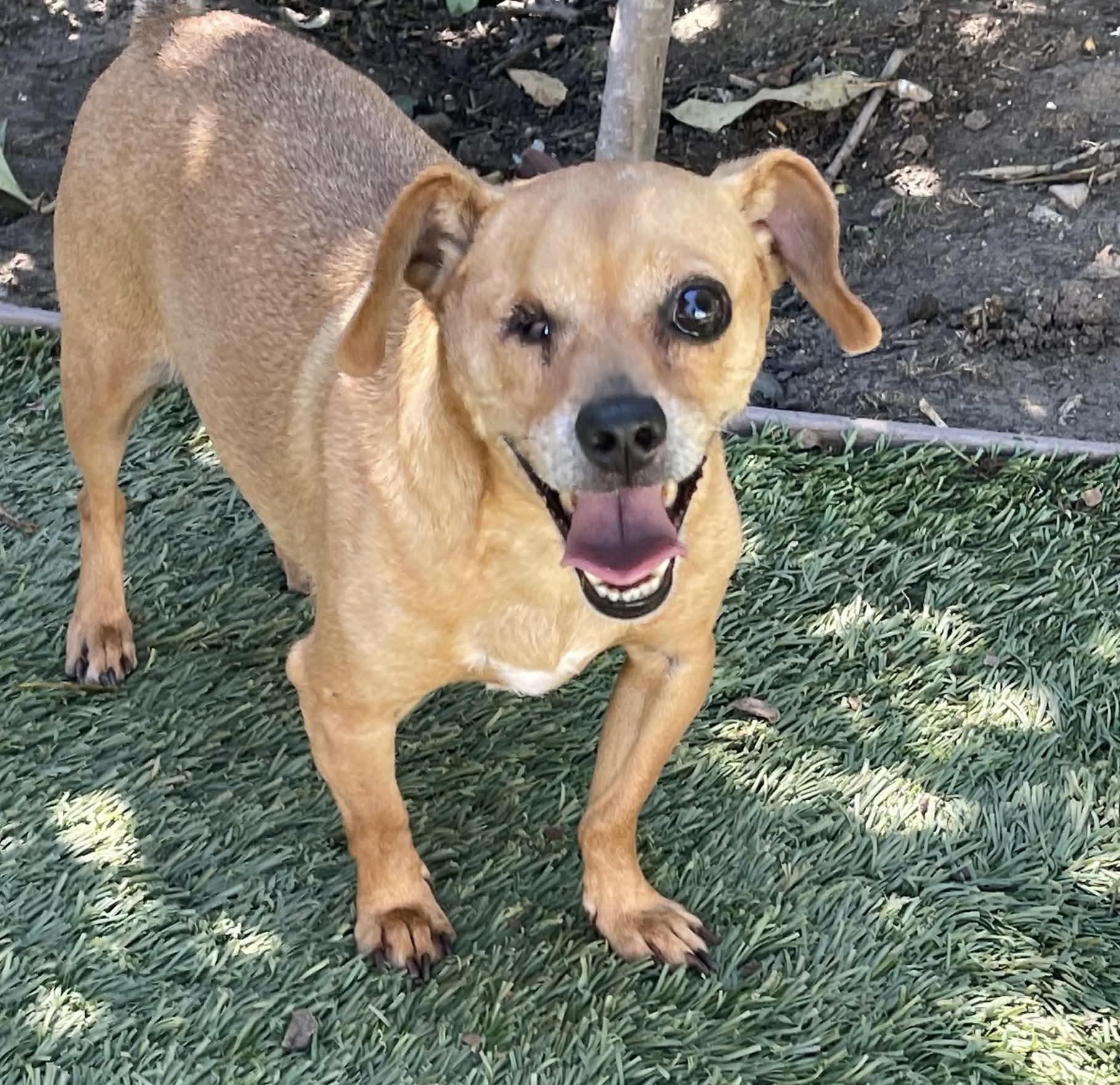 Enlarge Jagger, a Adoptable mixed breed in Tarzana, CA image 2/6