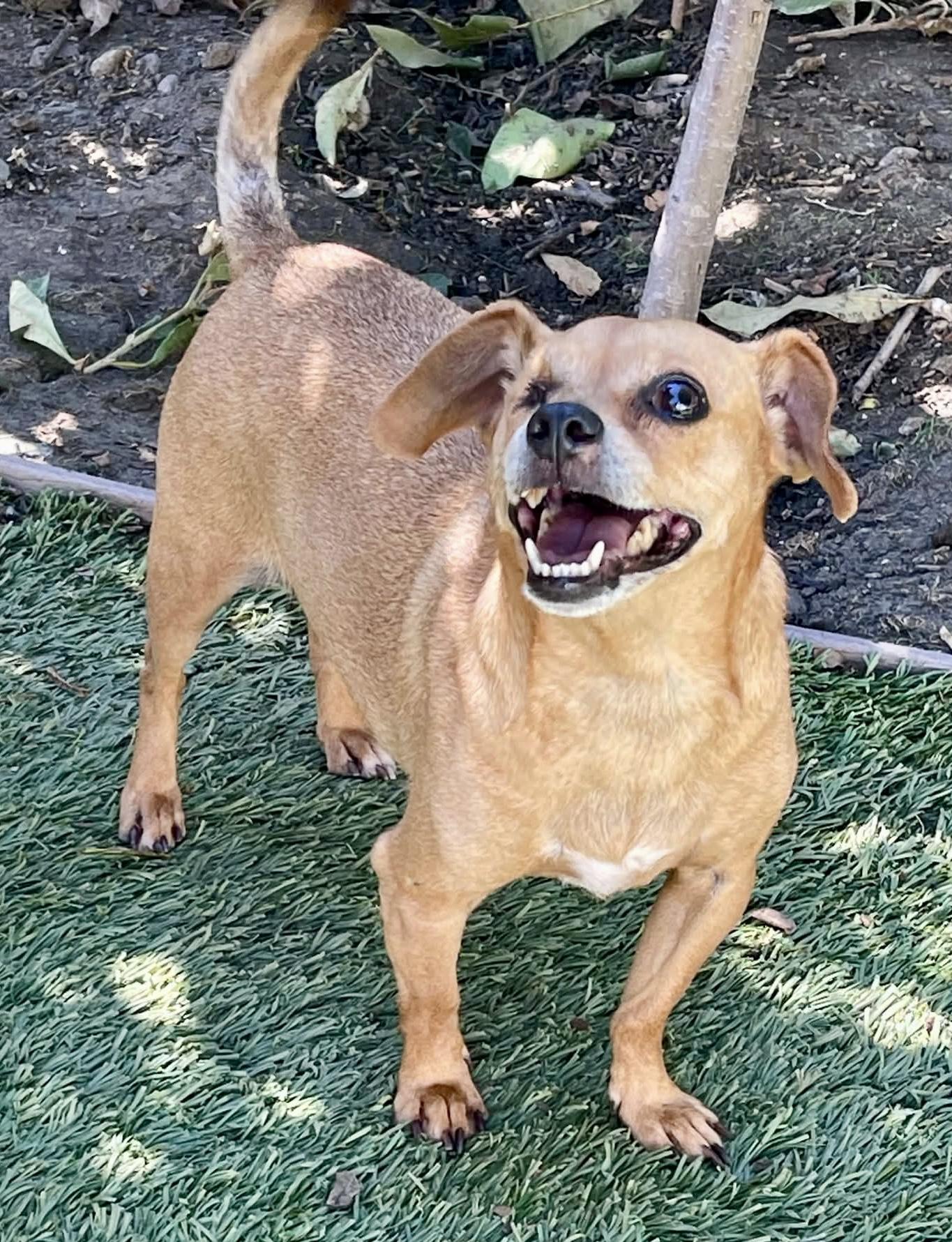 Enlarge Jagger, a Adoptable mixed breed in Tarzana, CA image 4/6