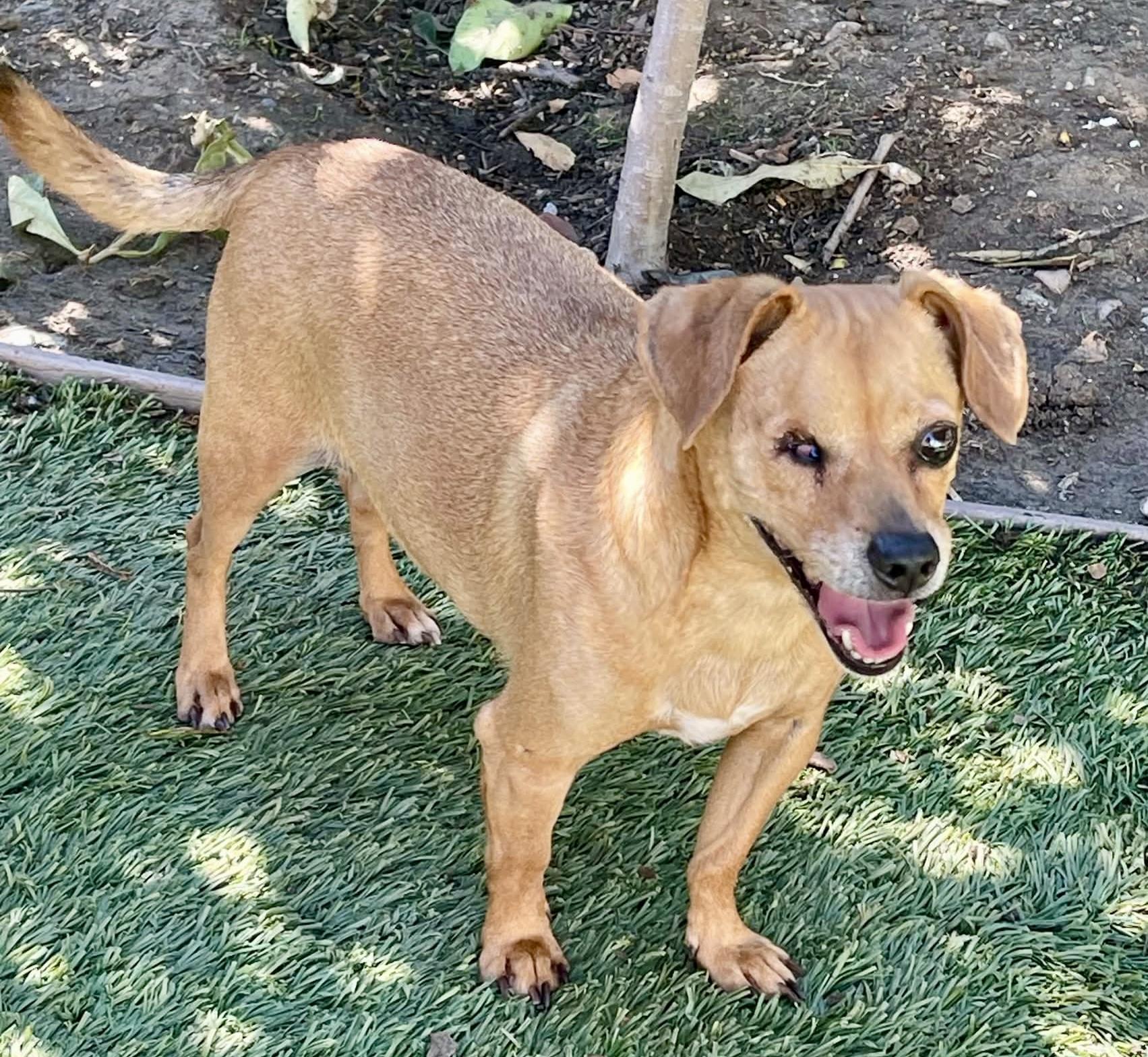 Enlarge Jagger, a Adoptable mixed breed in Tarzana, CA image 3/6