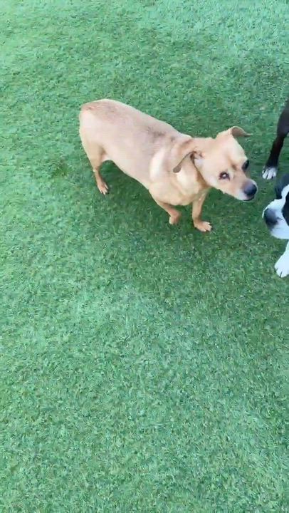 Enlarge Jagger, a Adoptable mixed breed in Tarzana, CA video 6/6