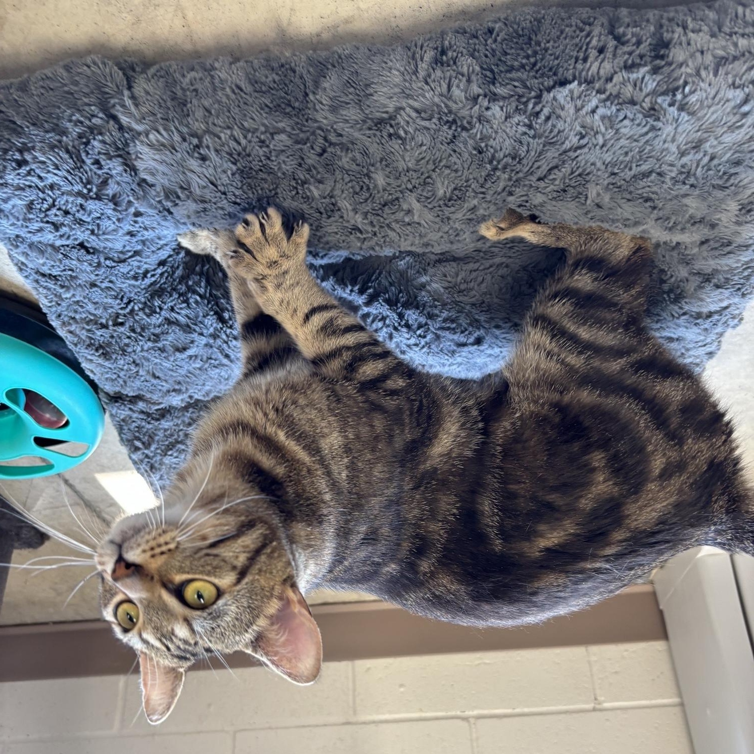 Linus, a ADOPTABLE Tabby in Cannington, ON image 2/2