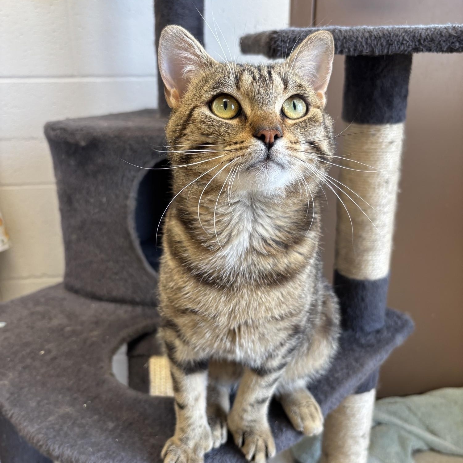 Linus, ADOPTABLE, Young Male Tabby.