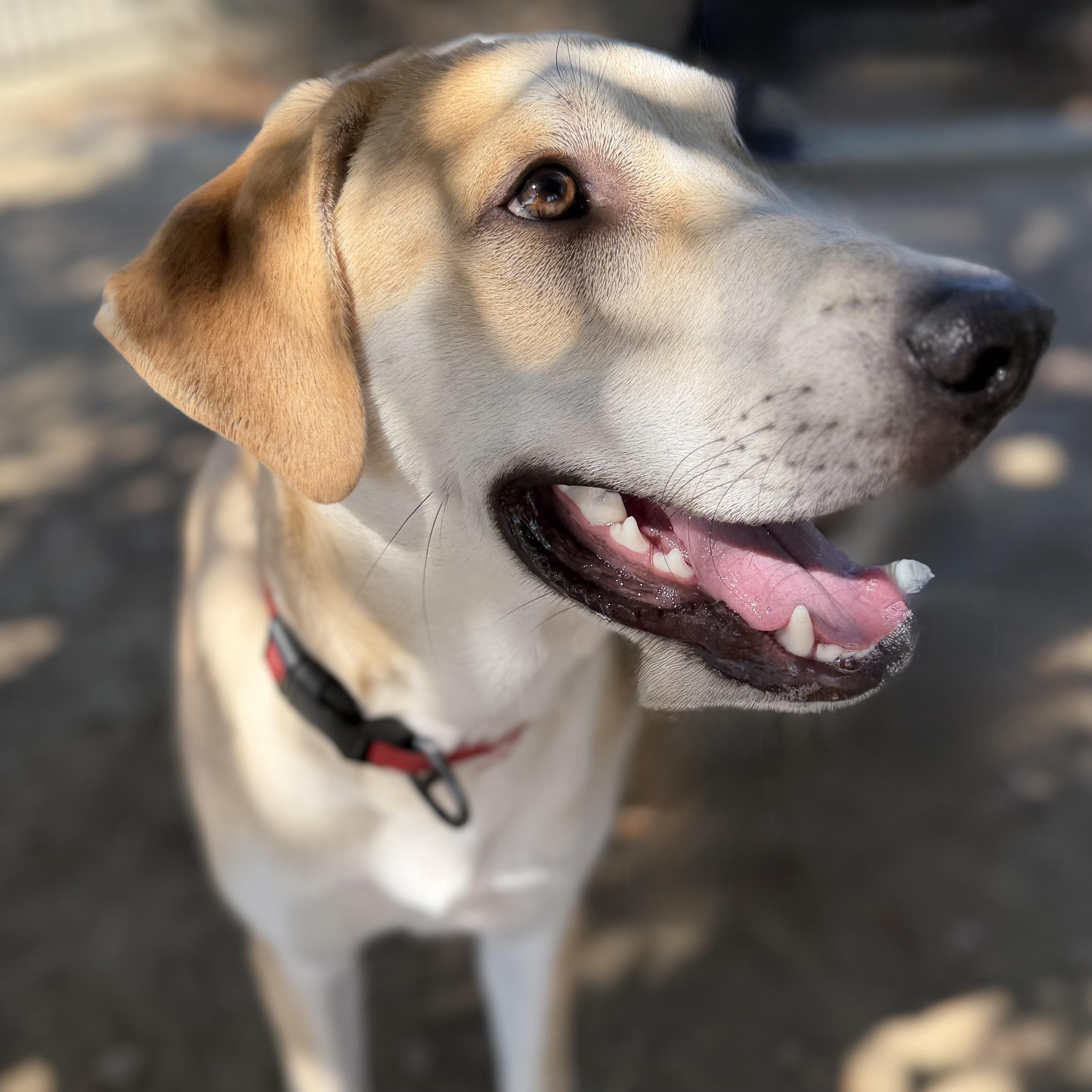 Enlarge Basil, a Adoptable mixed breed in MURRIETA, CA image 4/4
