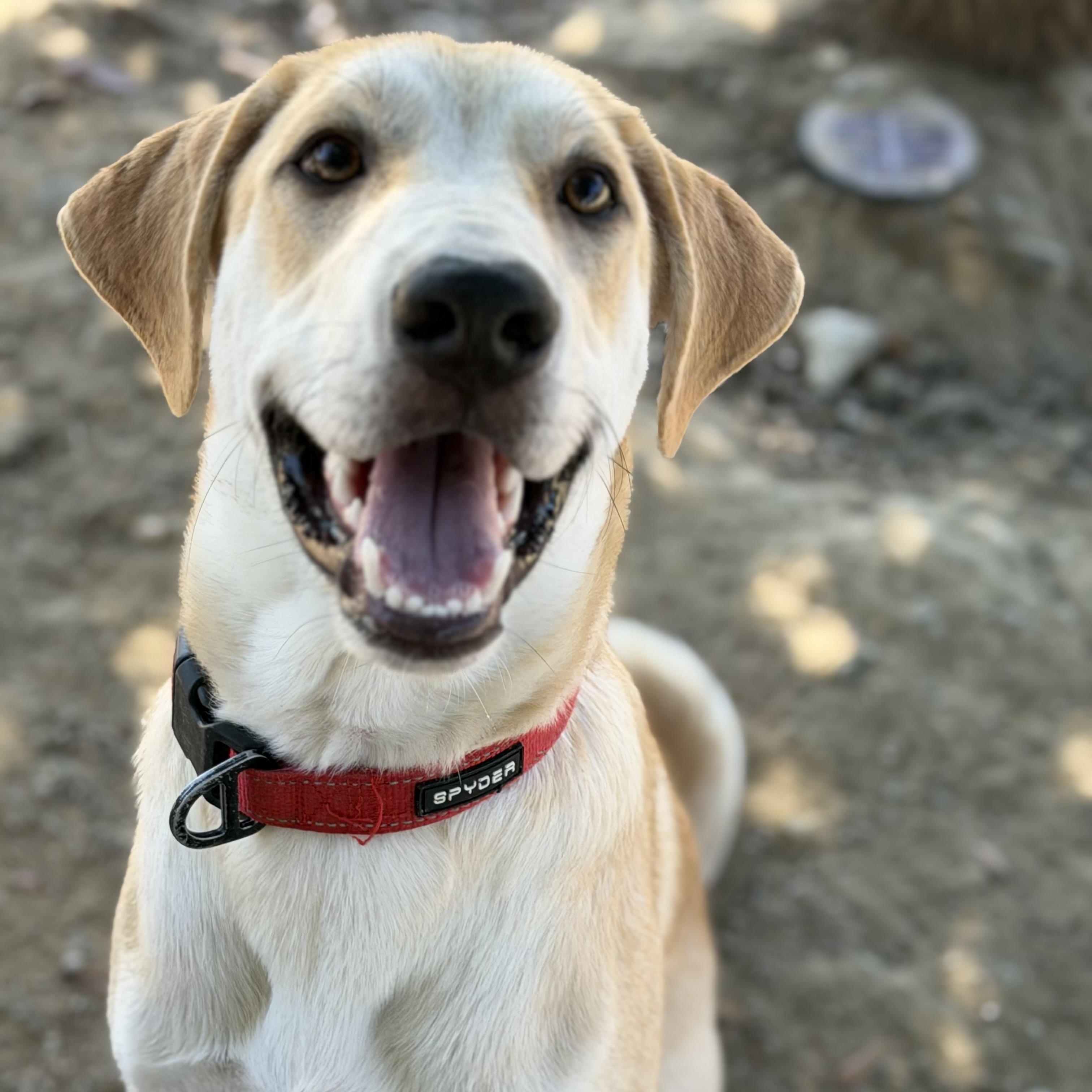 Basil, Adoptable, Puppy Male Great Pyrenees.