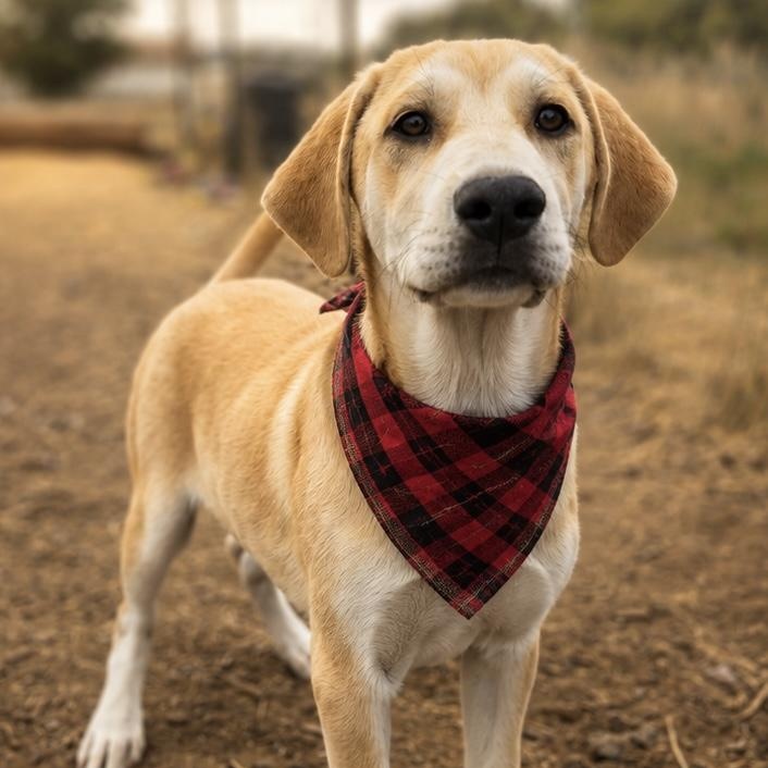 Basil, a Adoptable mixed breed in MURRIETA, CA image 3/5