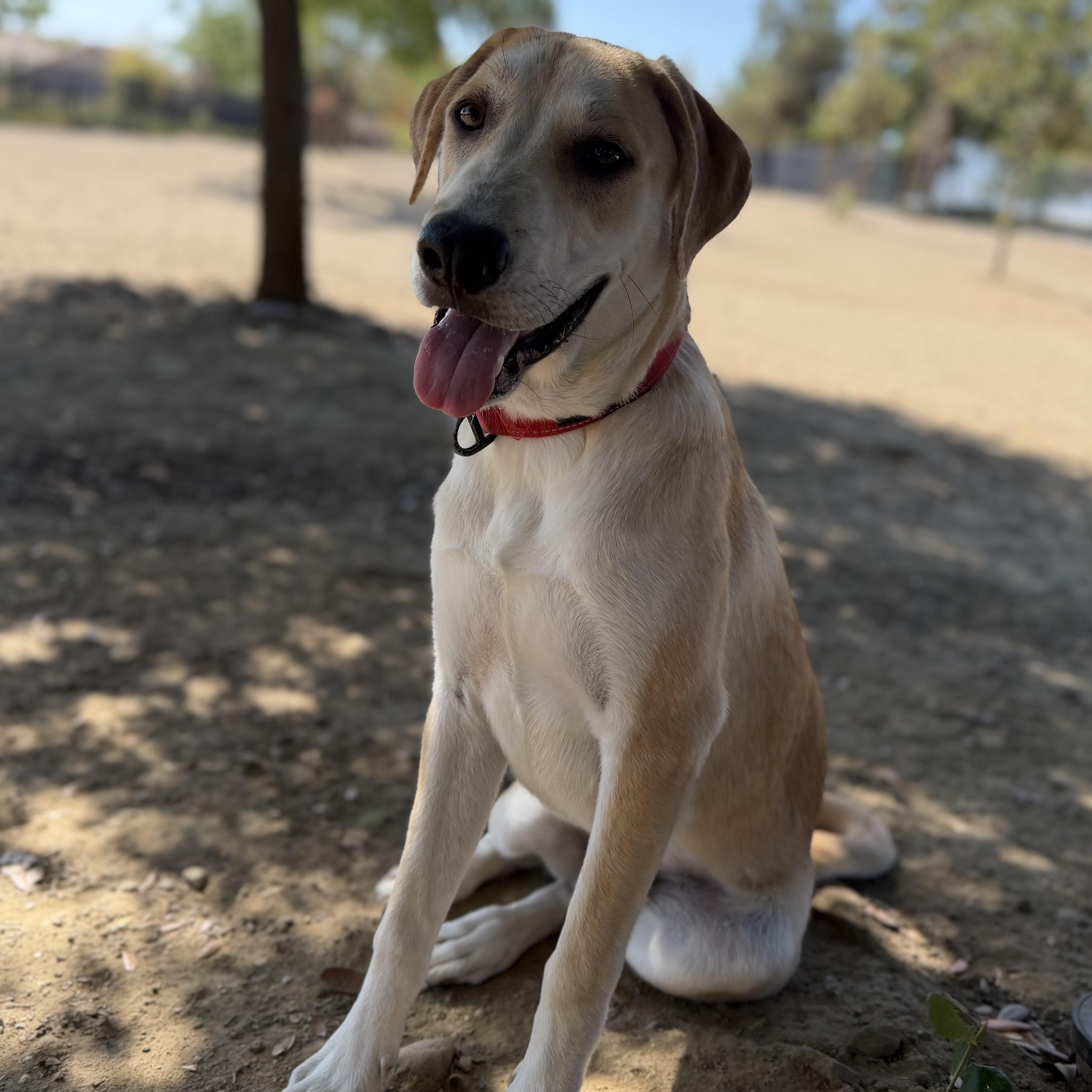 Enlarge Basil, a Adoptable mixed breed in MURRIETA, CA image 3/4