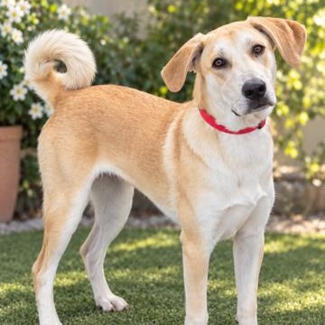 Enlarge Basil, a Adoptable mixed breed in MURRIETA, CA image 1/5