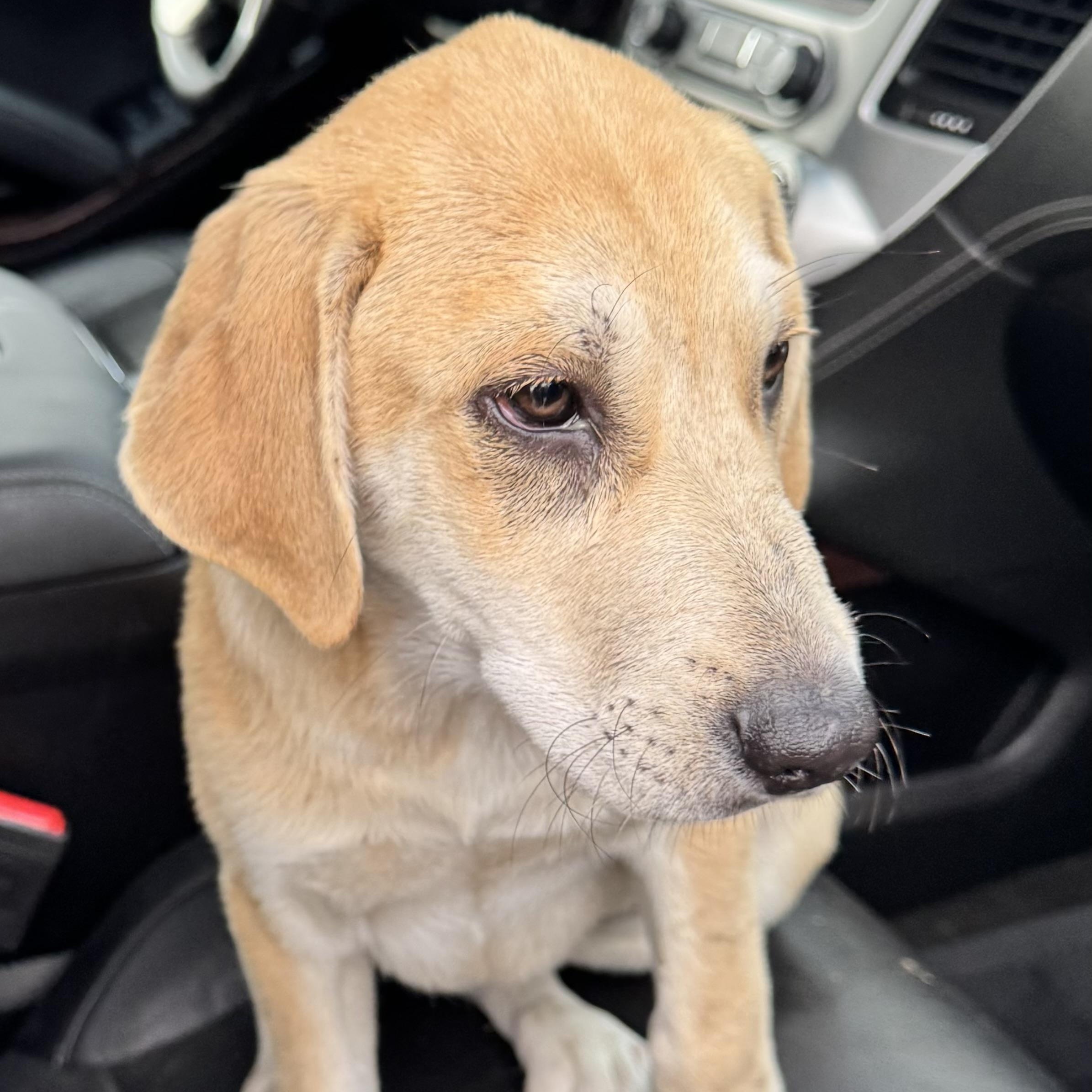 Basil, a Adoptable mixed breed in MURRIETA, CA image 5/5