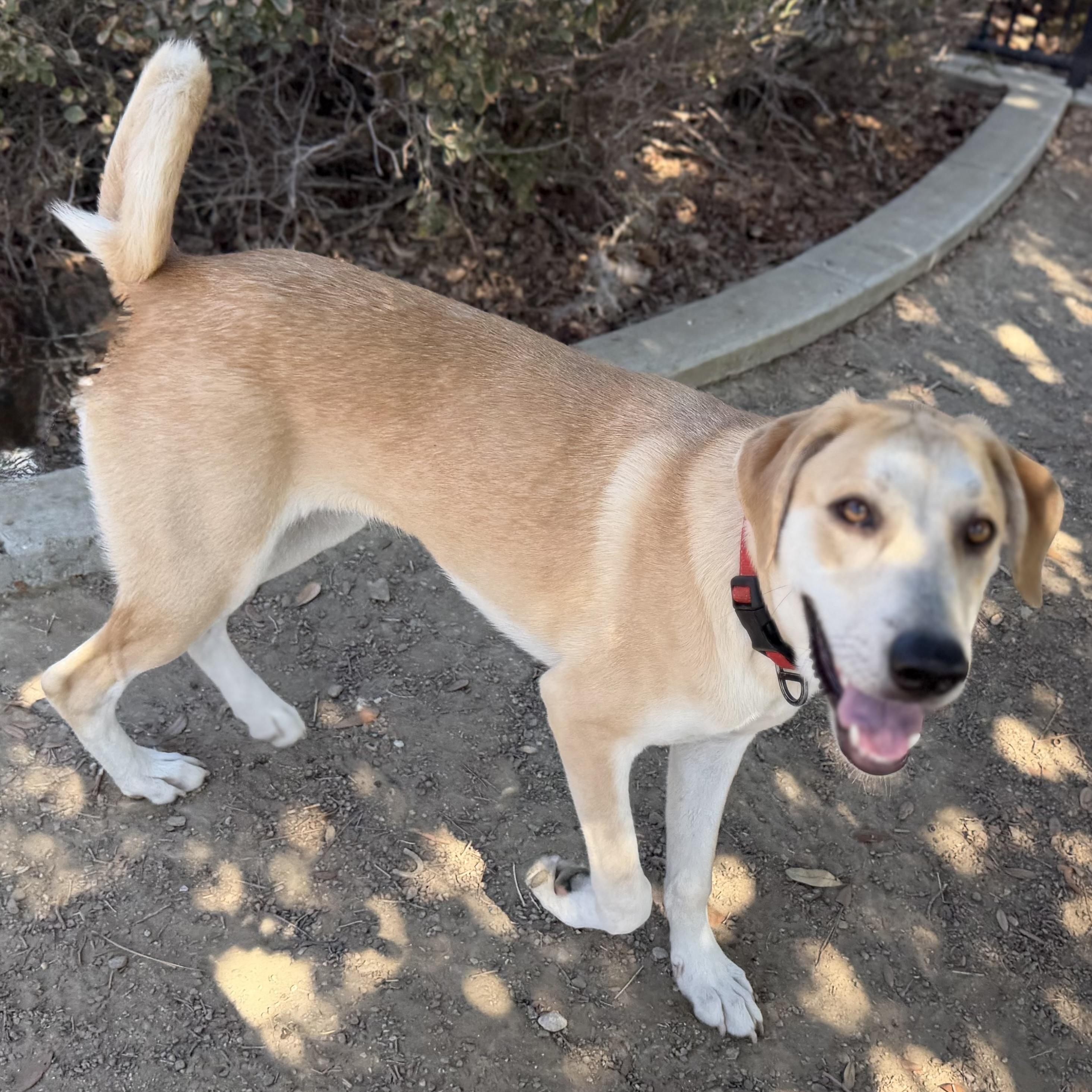 Enlarge Basil, a Adoptable mixed breed in MURRIETA, CA image 2/4