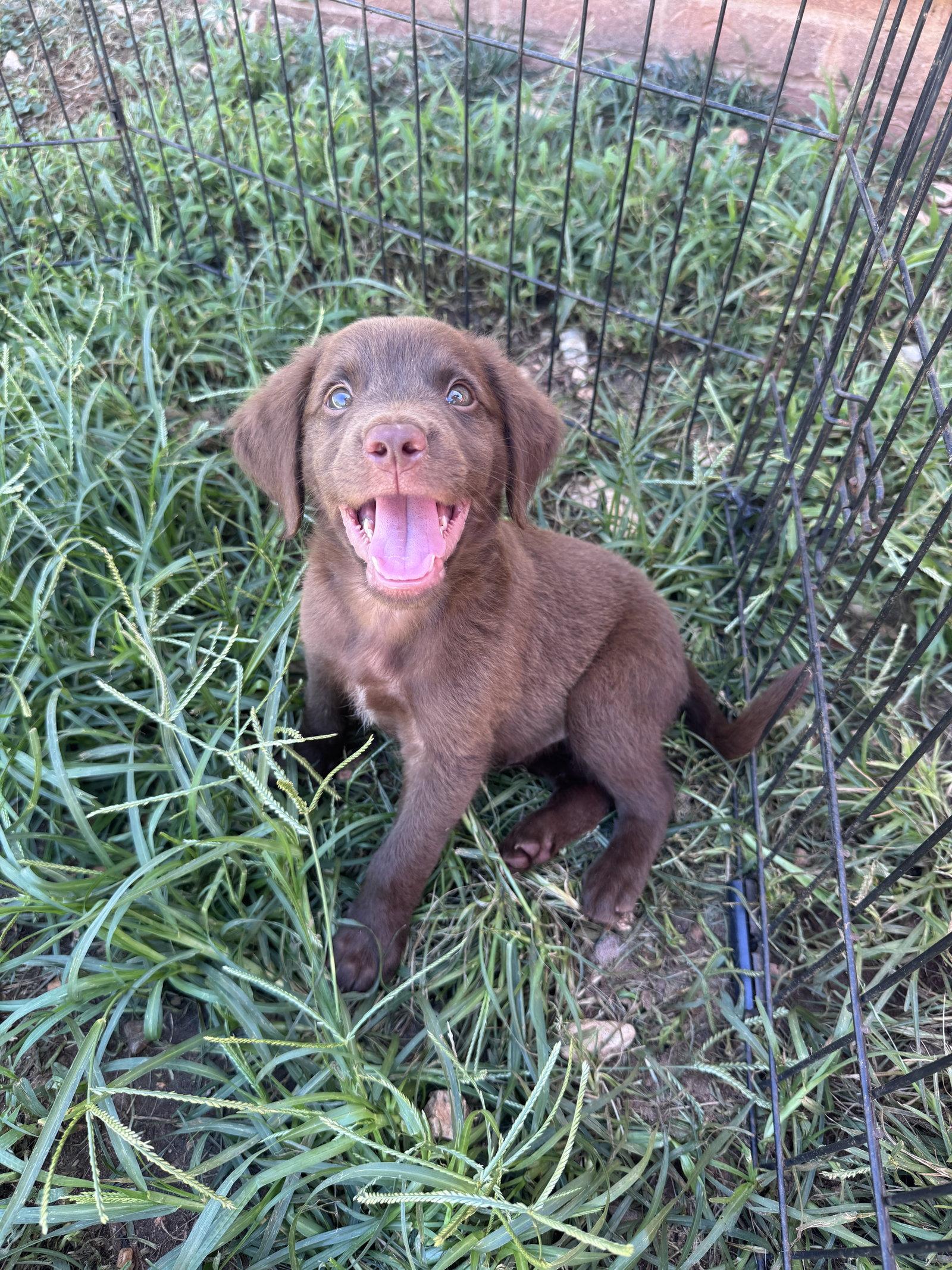 Blitz, Adopted, Young Male Retriever.
