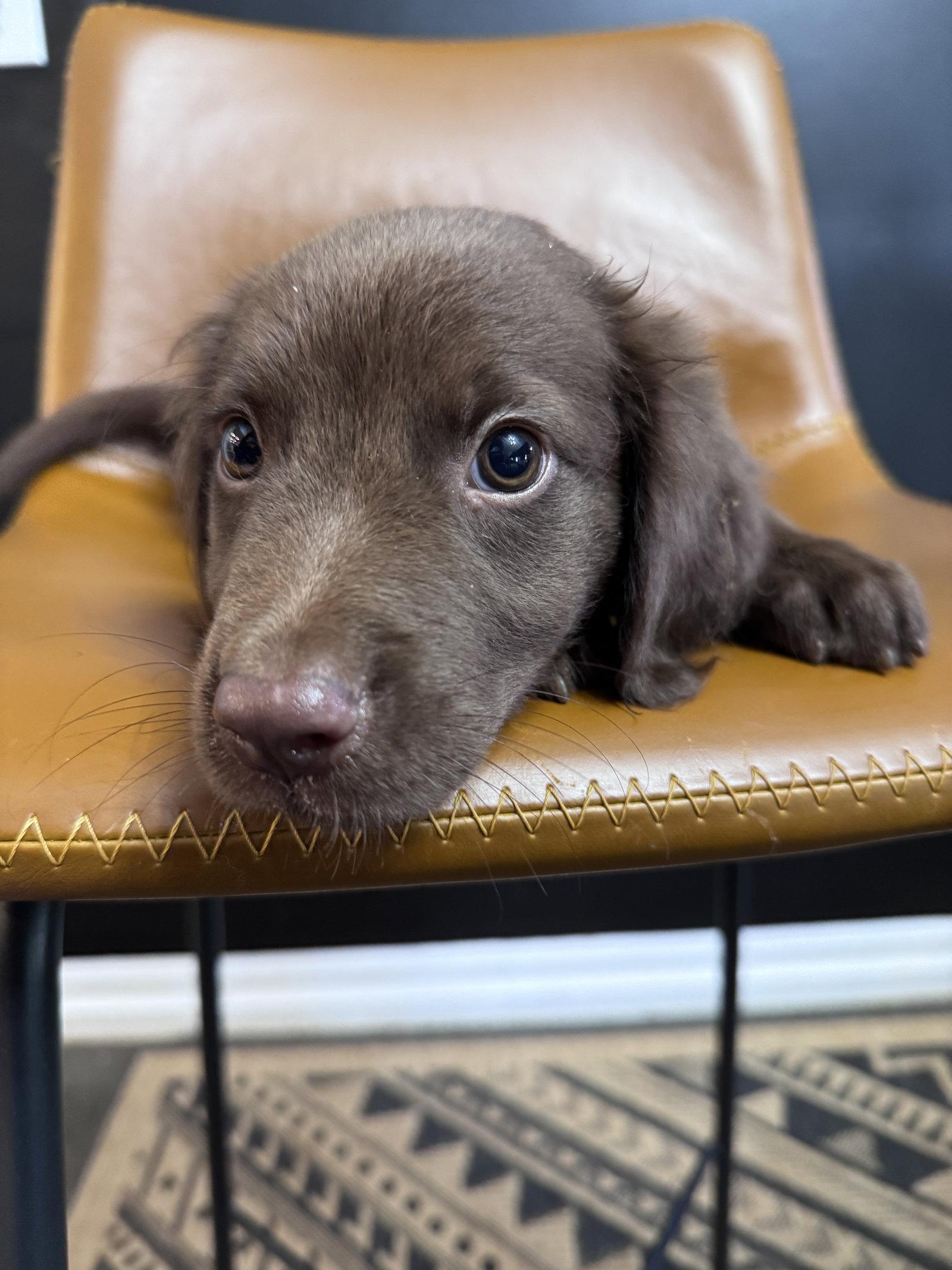 Blitz, a Adopted Retriever in Greenville, SC image 2/3