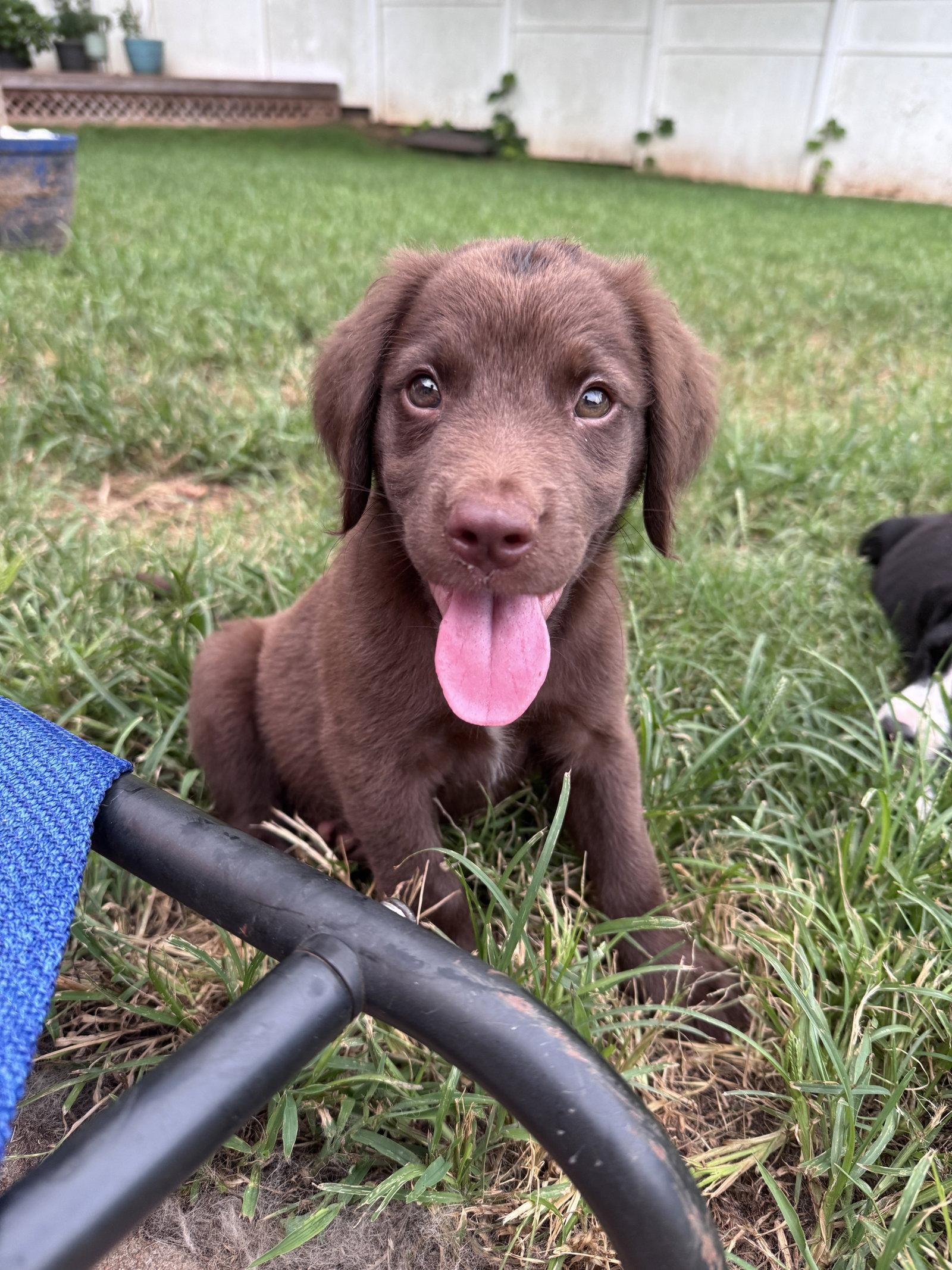 Blitz, a Adopted Retriever in Greenville, SC image 3/3
