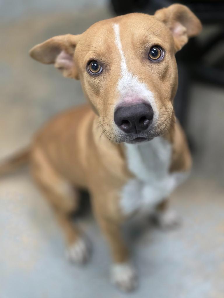 The Man, a Adoptable mixed breed in Rockport, TX image 1/4