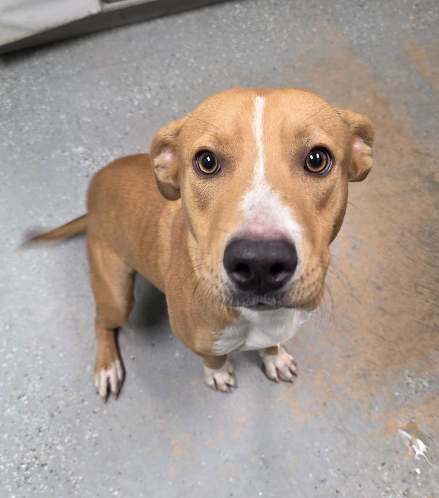 The Man, a Adoptable mixed breed in Rockport, TX image 2/4