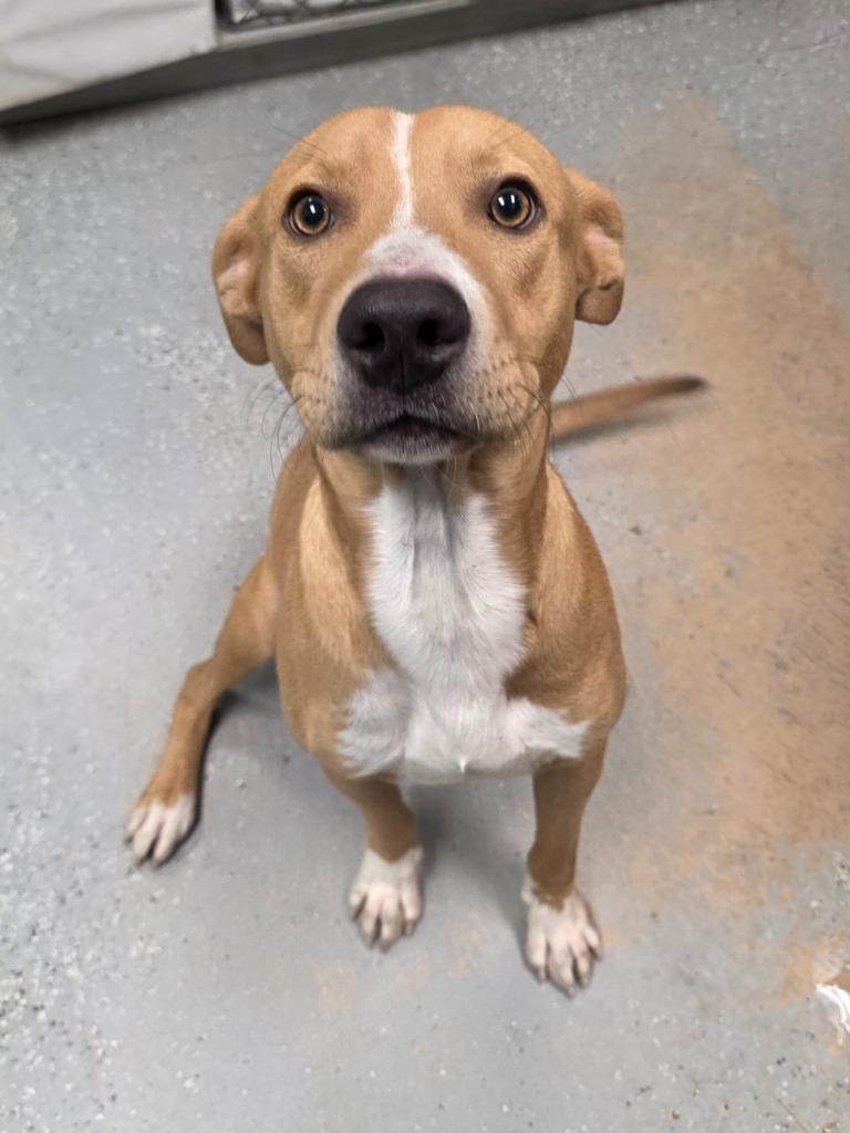 The Man, a Adoptable mixed breed in Rockport, TX image 3/4