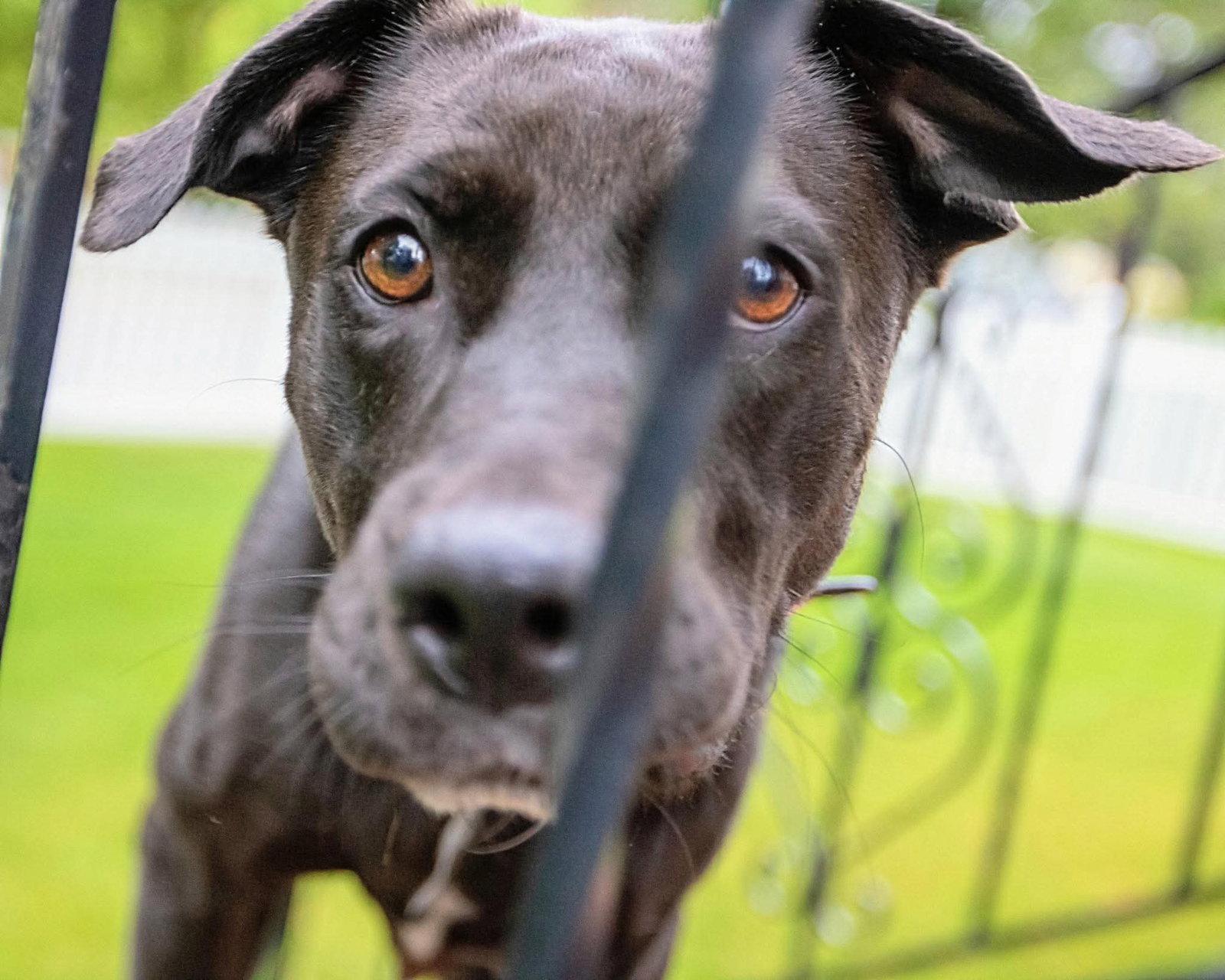 Mama Tilly, a Adoptable mixed breed in Duluth, MN image 1/3