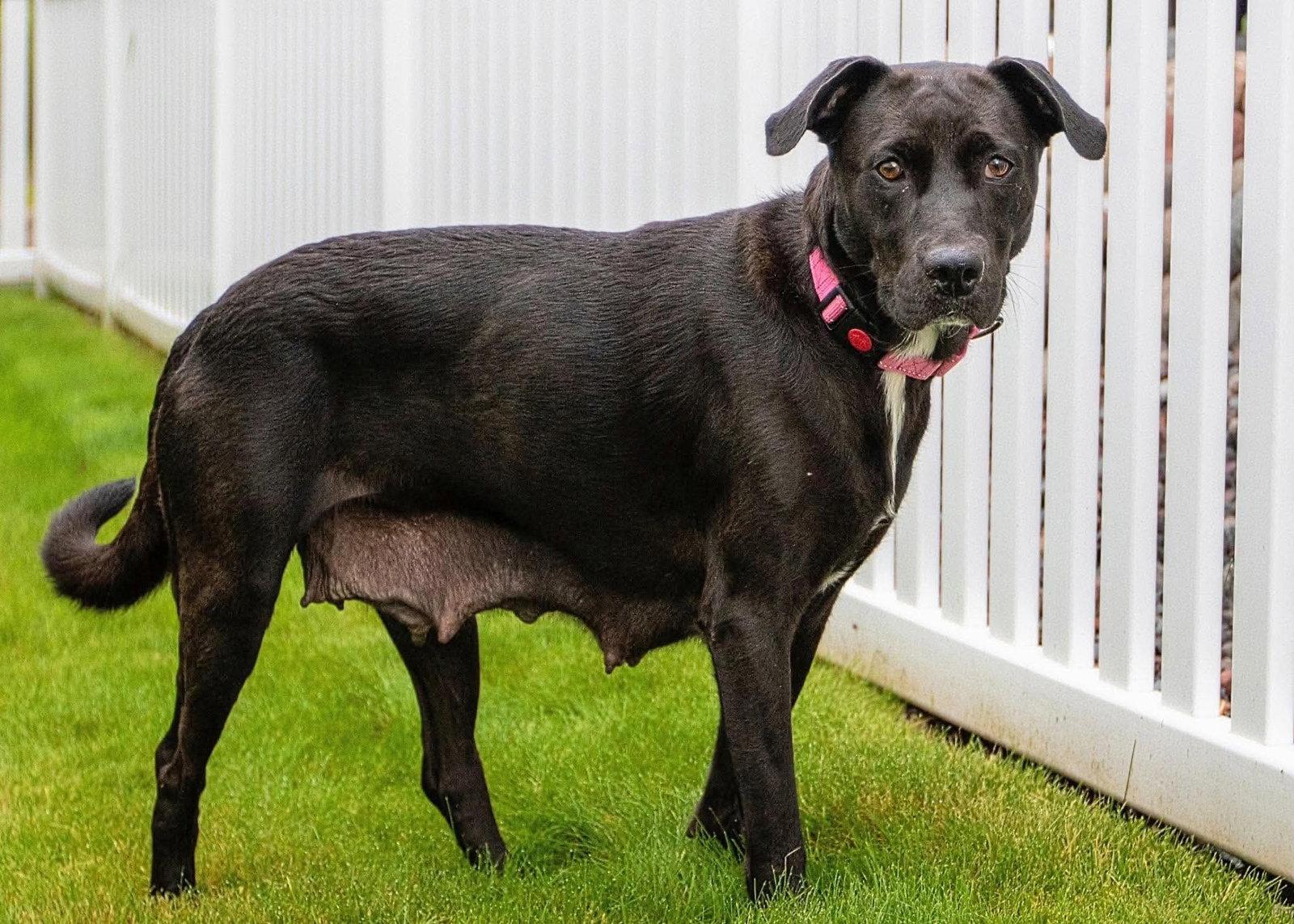 Mama Tilly, a Adoptable mixed breed in Duluth, MN image 2/3