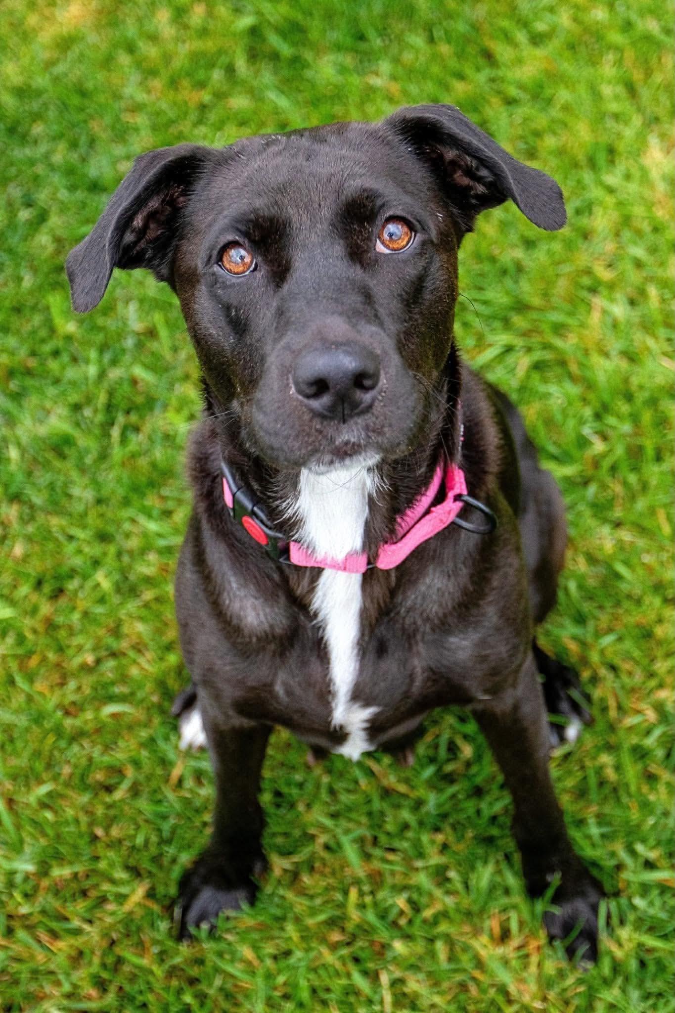 Mama Tilly, a Adoptable mixed breed in Duluth, MN image 3/3