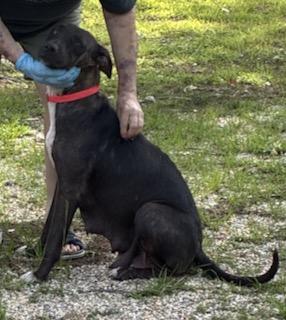 Enlarge Harley - "Duck" Litter, a ADOPTABLE mixed breed in Warrington, PA image 3/5