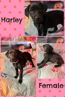 Harley - "Duck" Litter, ADOPTABLE, Puppy Female Labrador Retriever.