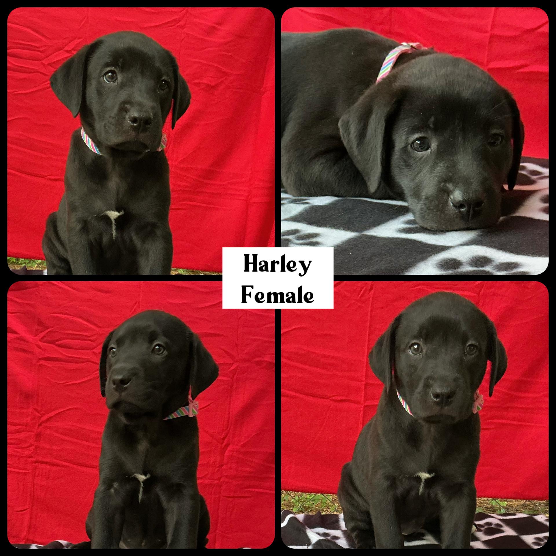 Enlarge Harley - "Duck" Litter, a ADOPTABLE mixed breed in Warrington, PA image 2/5