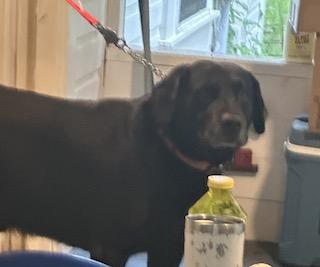 Enlarge Harley - "Duck" Litter, a ADOPTABLE mixed breed in Warrington, PA image 5/5