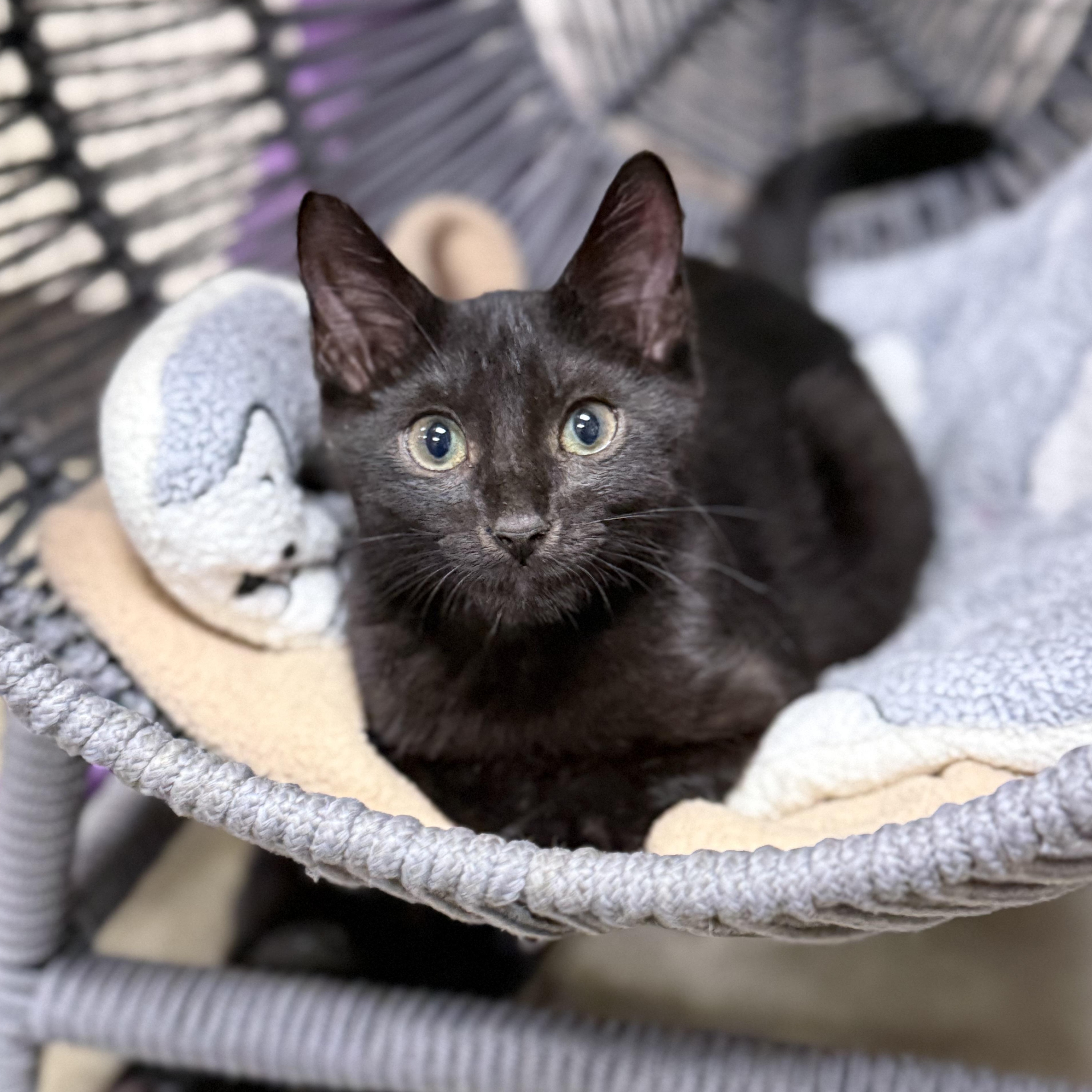 Enlarge Mo, a Adoptable Domestic Short Hair in Collierville, TN image 2/2
