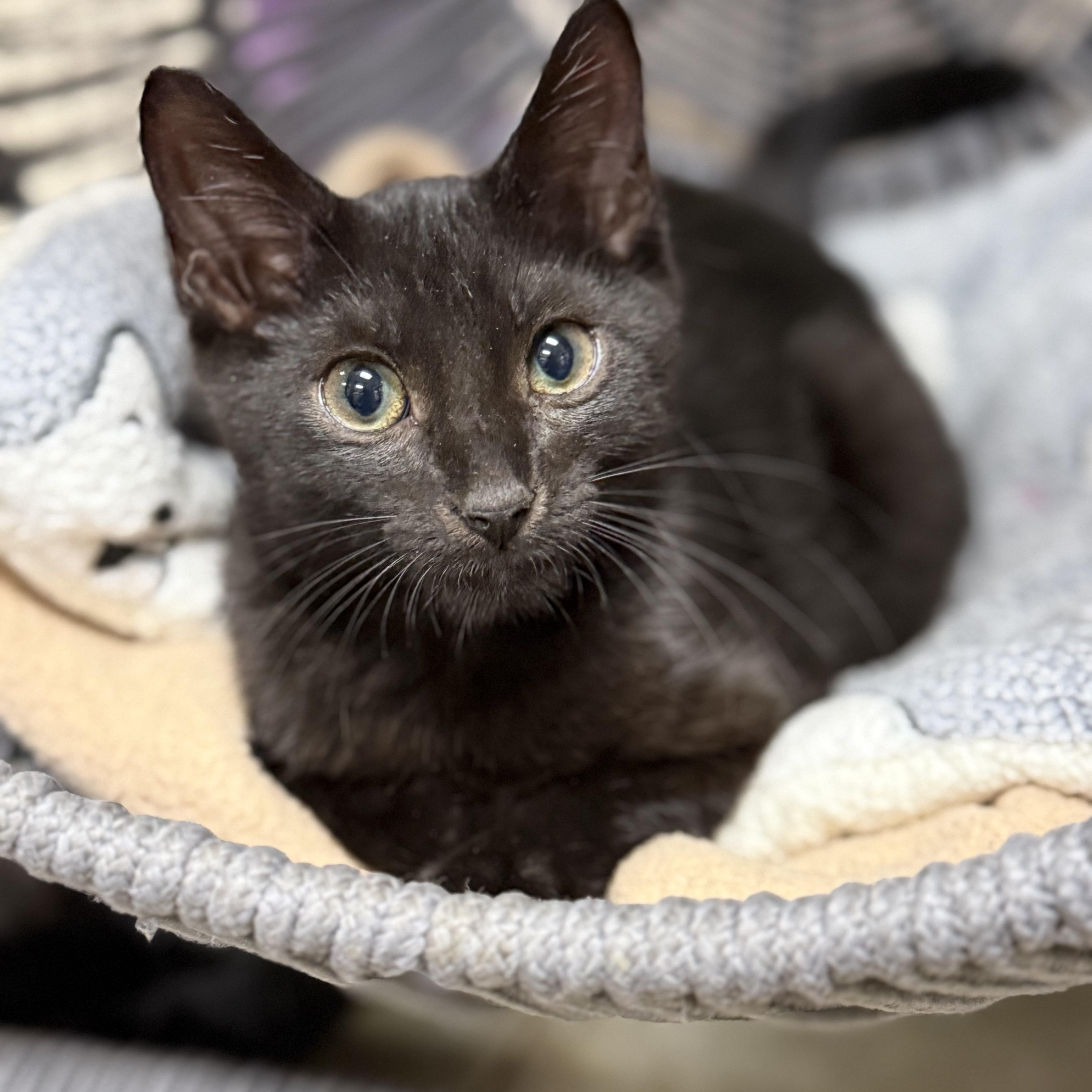 Enlarge Mo, a Adoptable Domestic Short Hair in Collierville, TN image 1/2