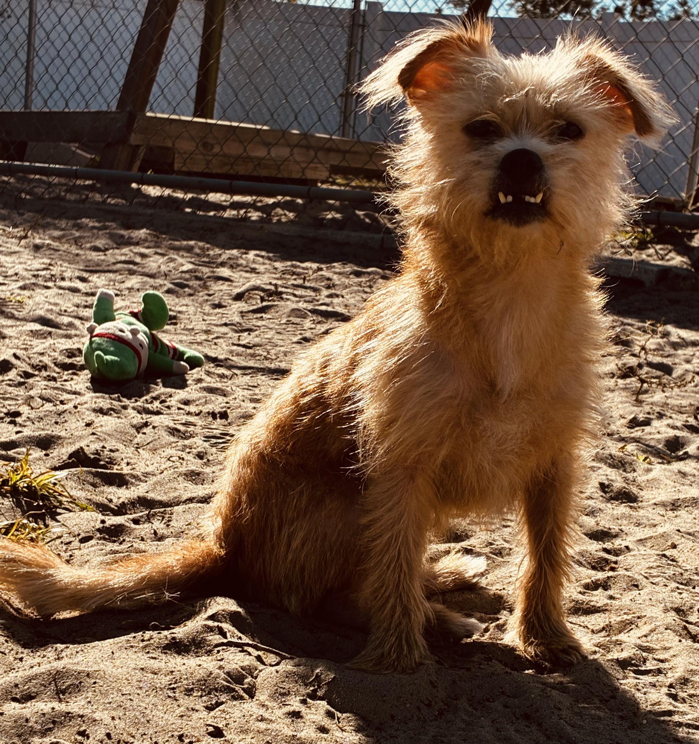 Sherri, an adopted mixed breed in New Port Richey, FL image 2/6