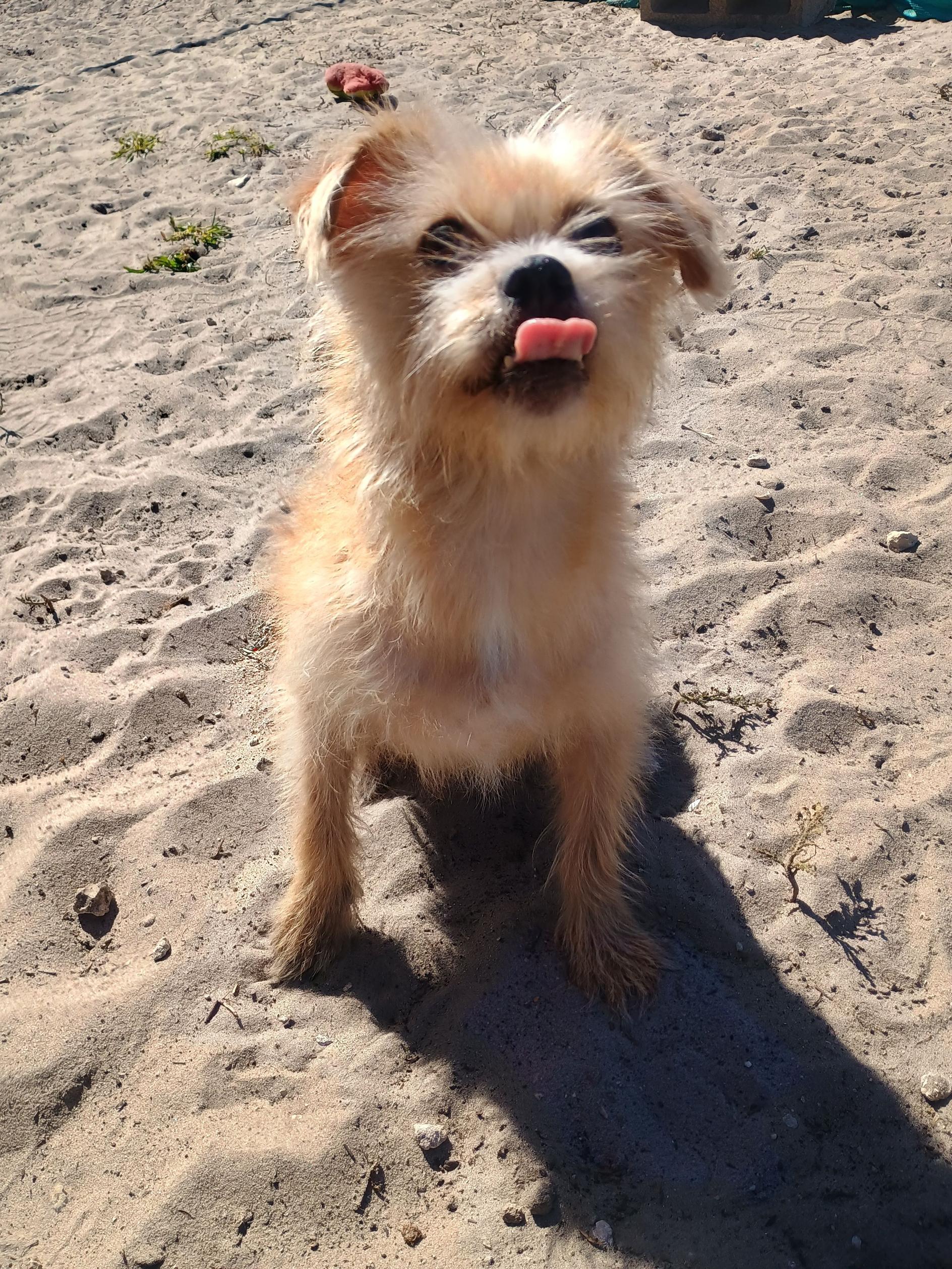 Sherri, adopted, Adult Female Terrier.