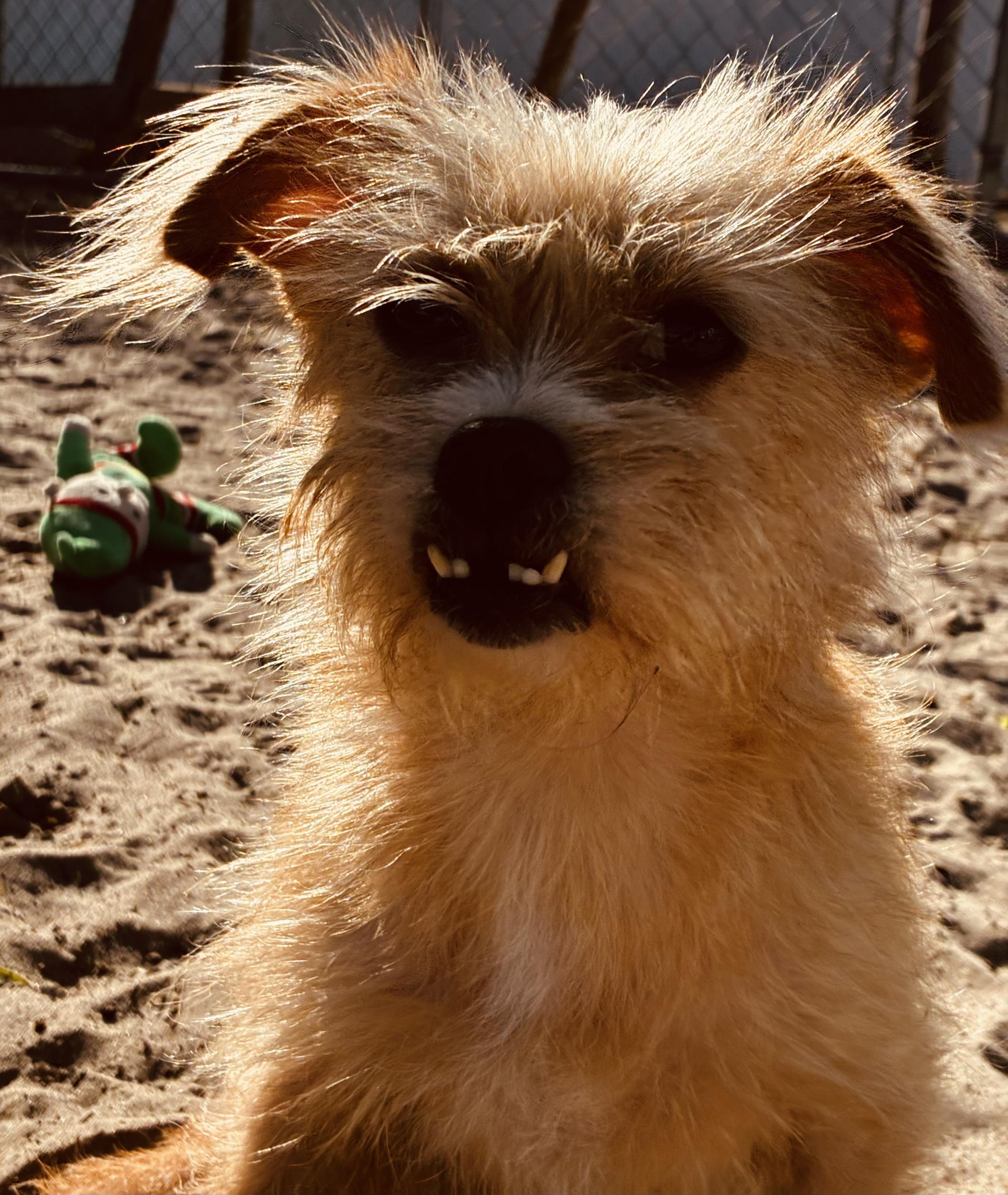 Sherri, an adopted mixed breed in New Port Richey, FL image 5/6